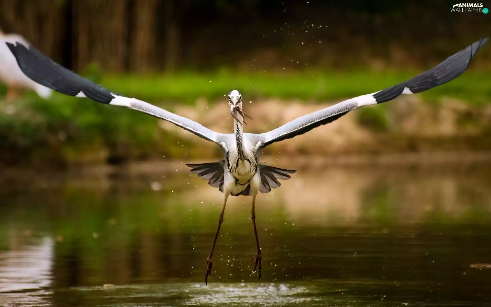 water, wings, fish, nose, Bird