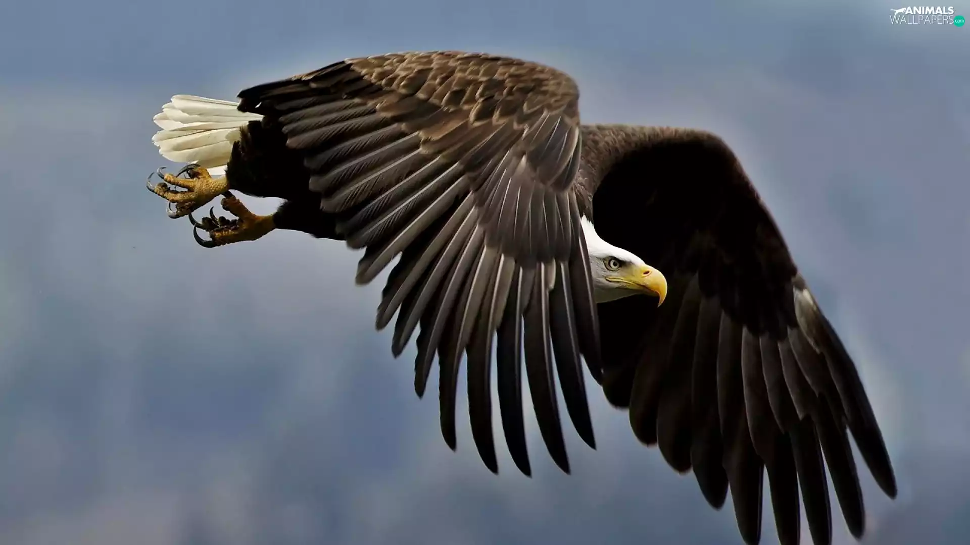 American Bald Eagle, wings, feather, flight