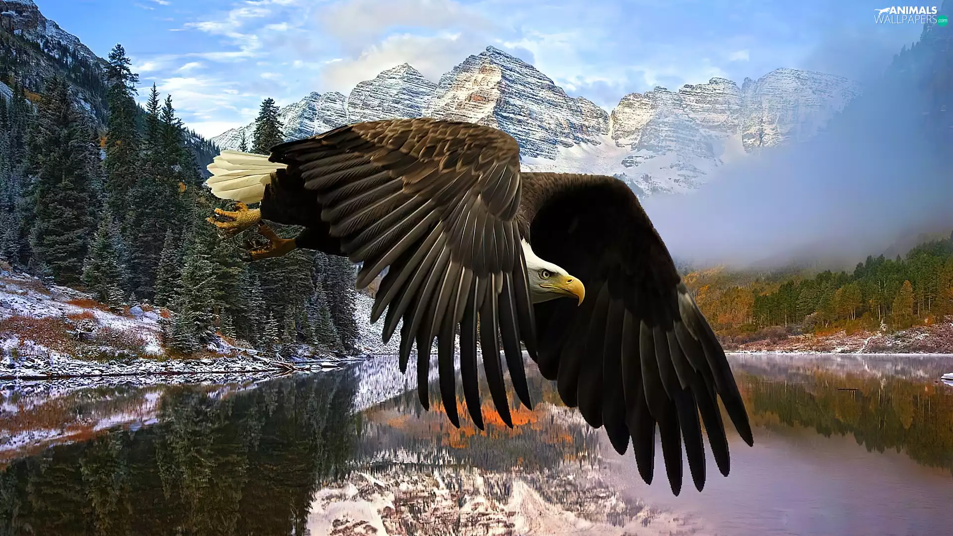 claws, Mountains, flight, wings, American Bald Eagle