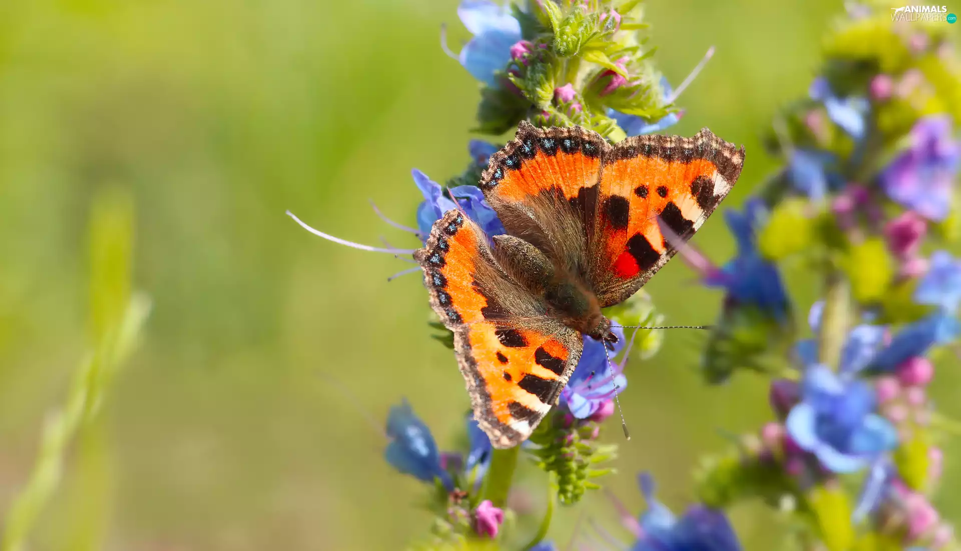 butterfly, wings, Flowers, Small Tortoiseshell