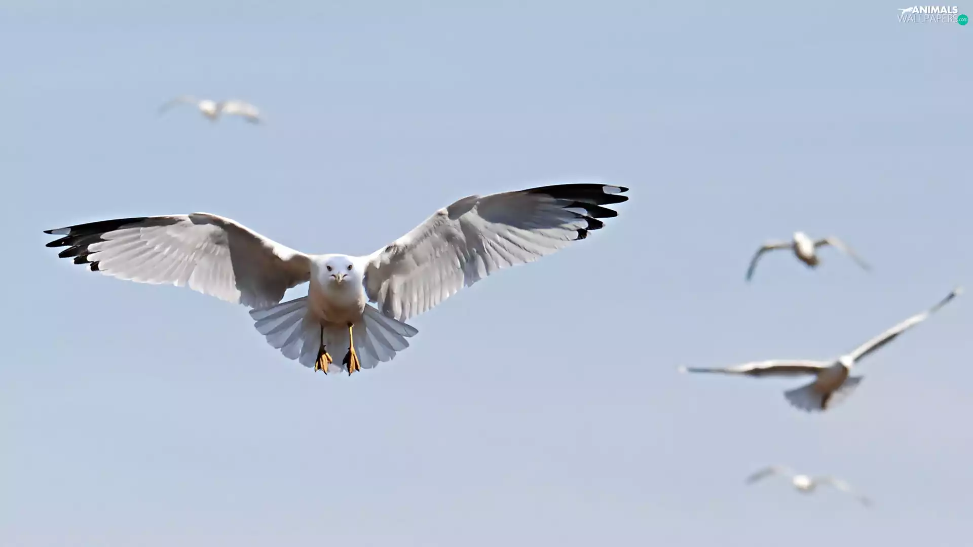 wings, flying, gulls