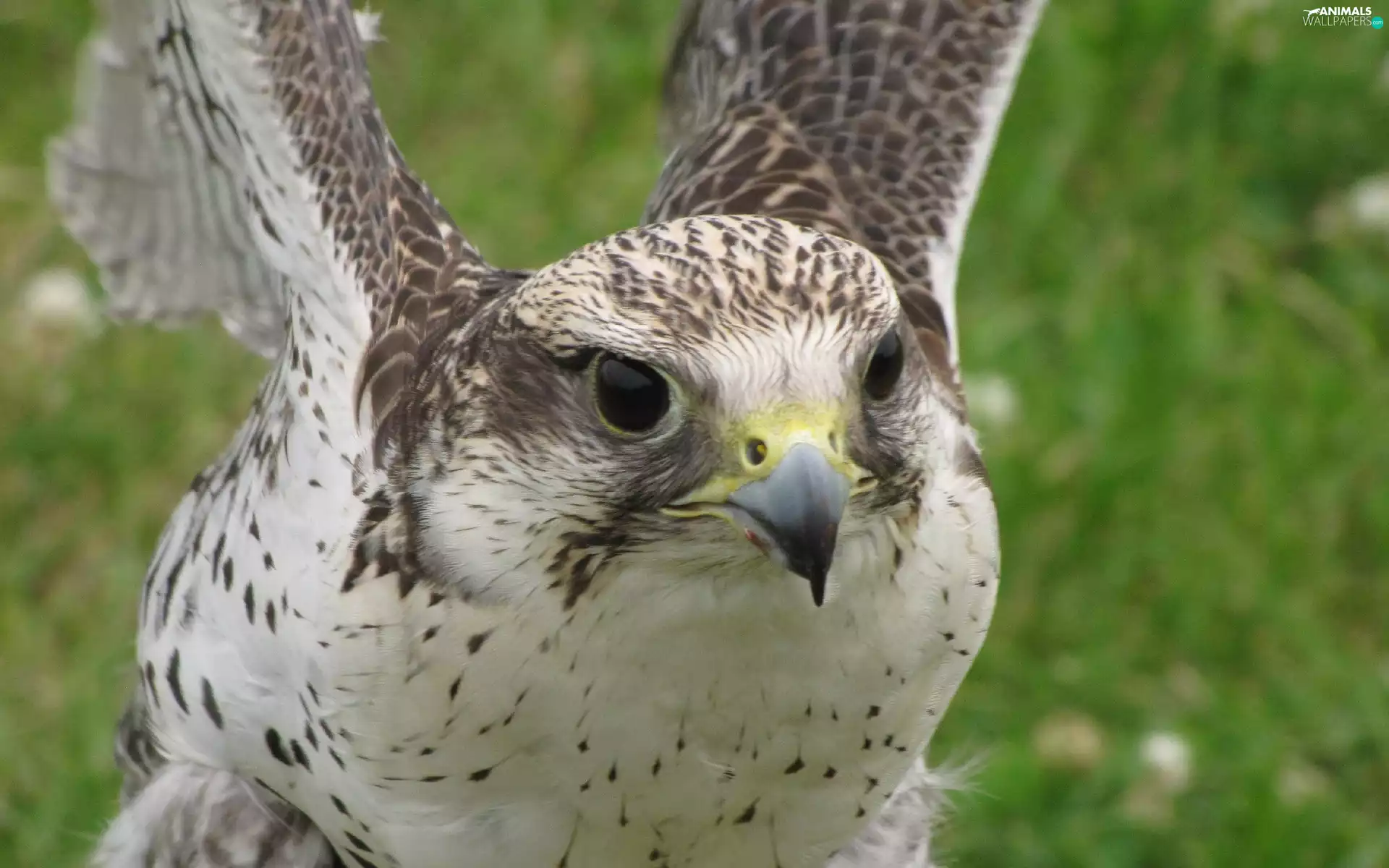 hawk, nose, Eyes, wings