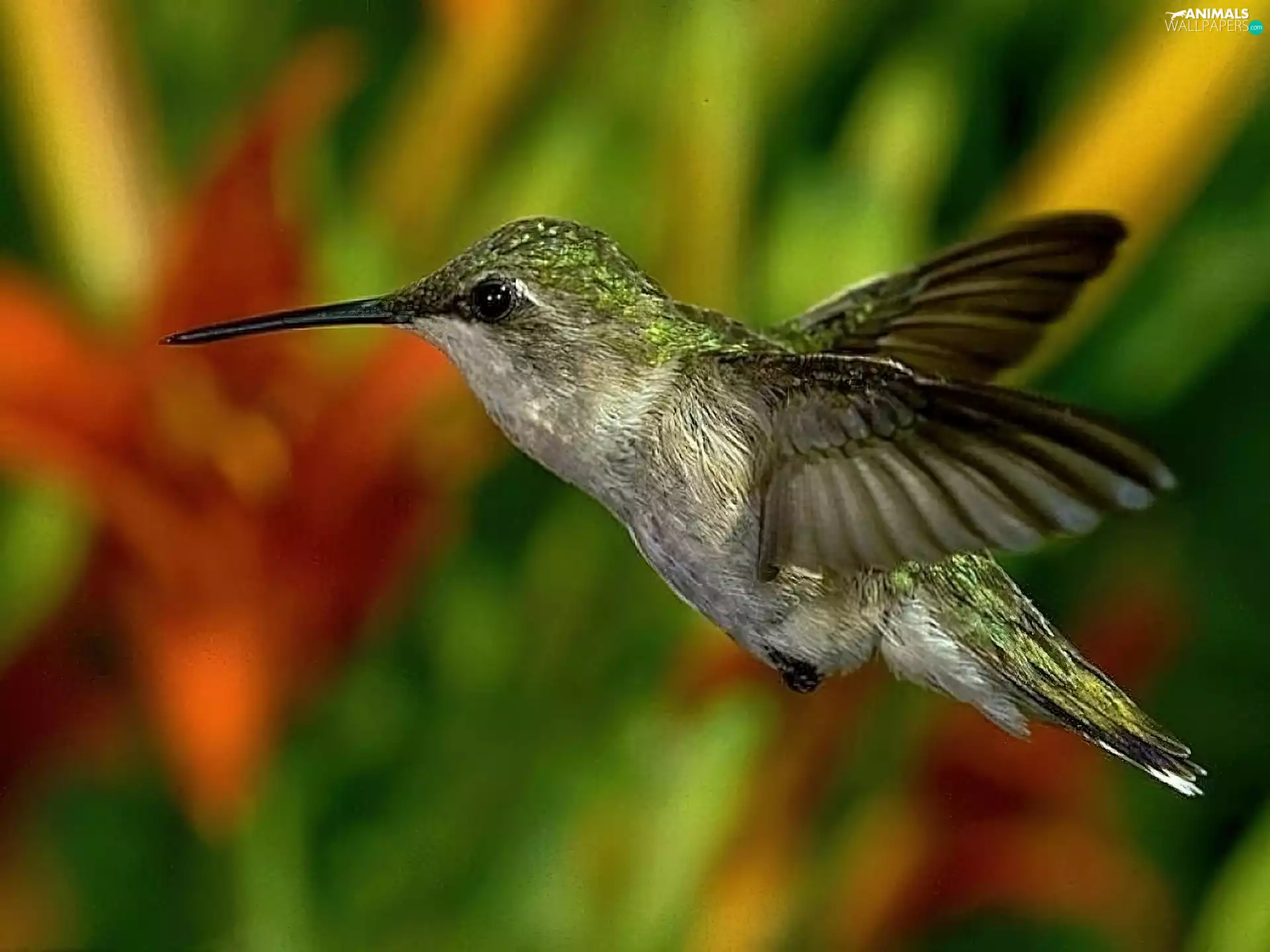 nose, humming-bird, wings