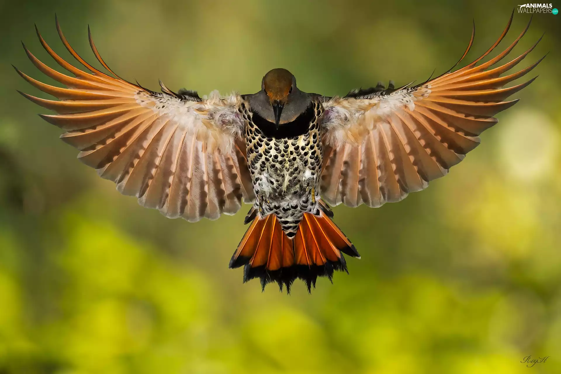 wings, woodpecker, spread