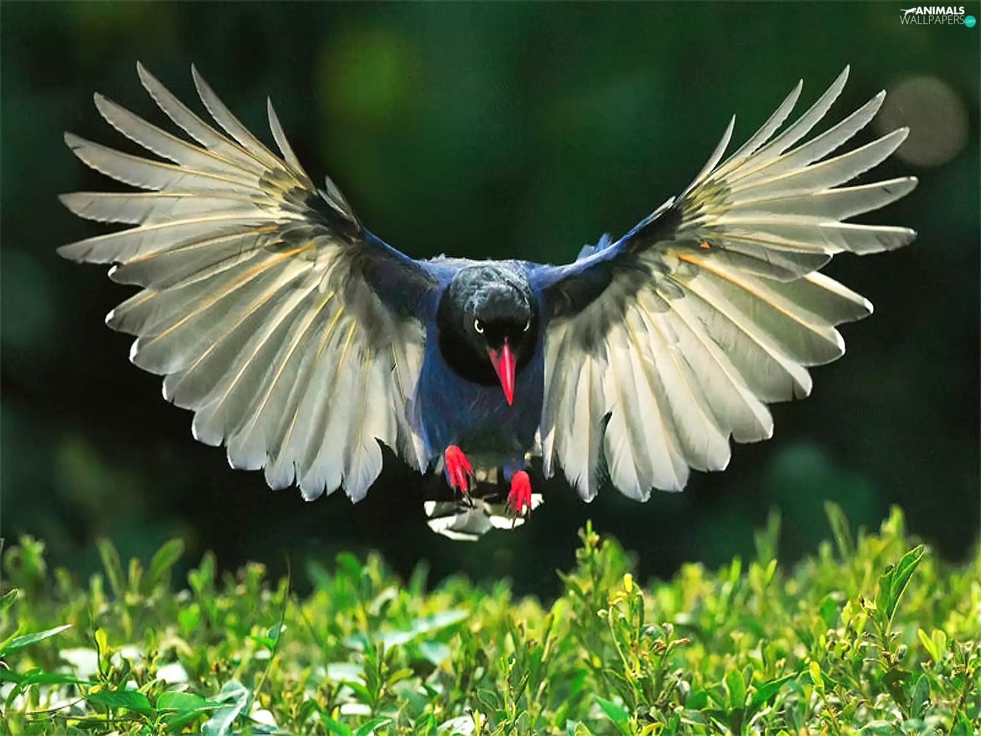 wings, birdies, stretched