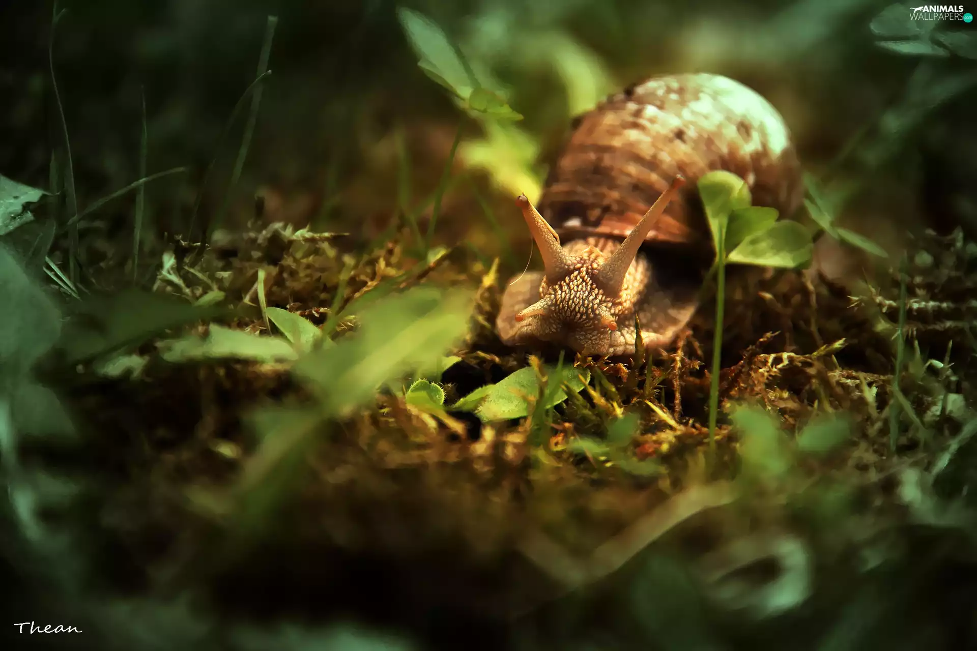 snail, horns, shell, winniczek