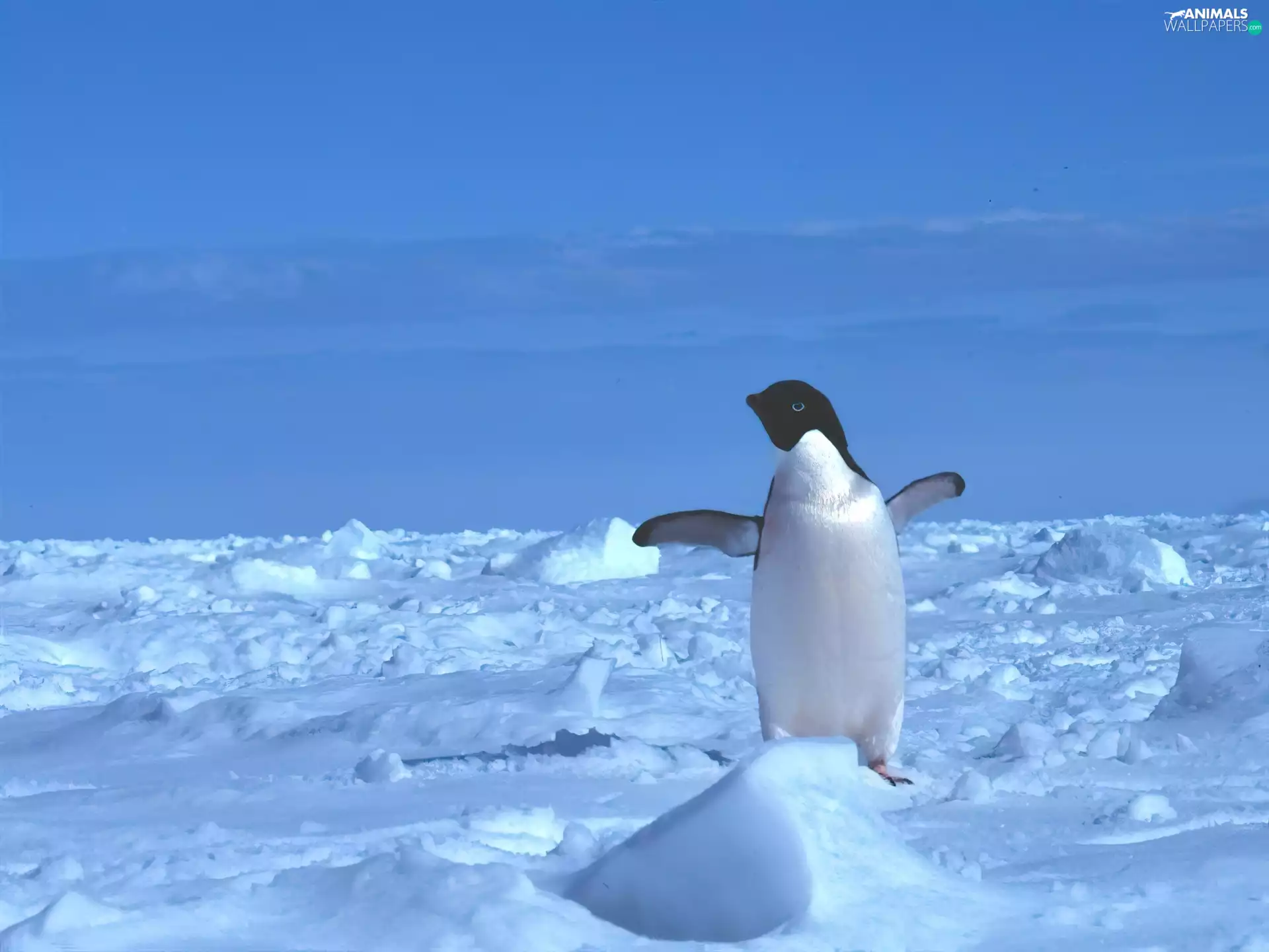 Arctic Zone, pingwin, winter