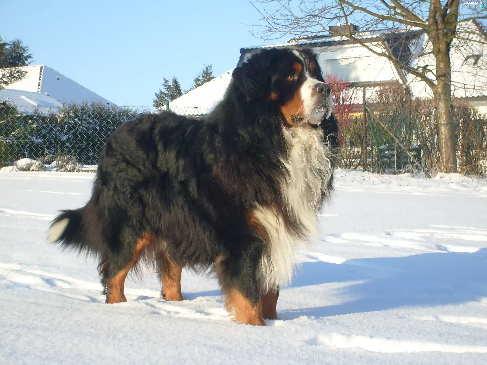 Bernese Mountain Dog, winter