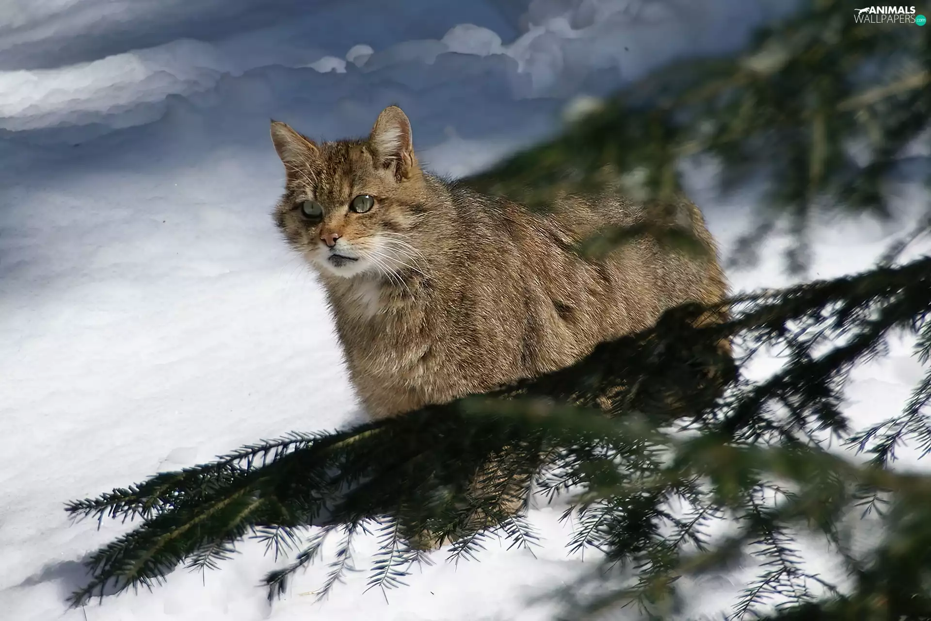 winter, wildcat, branch