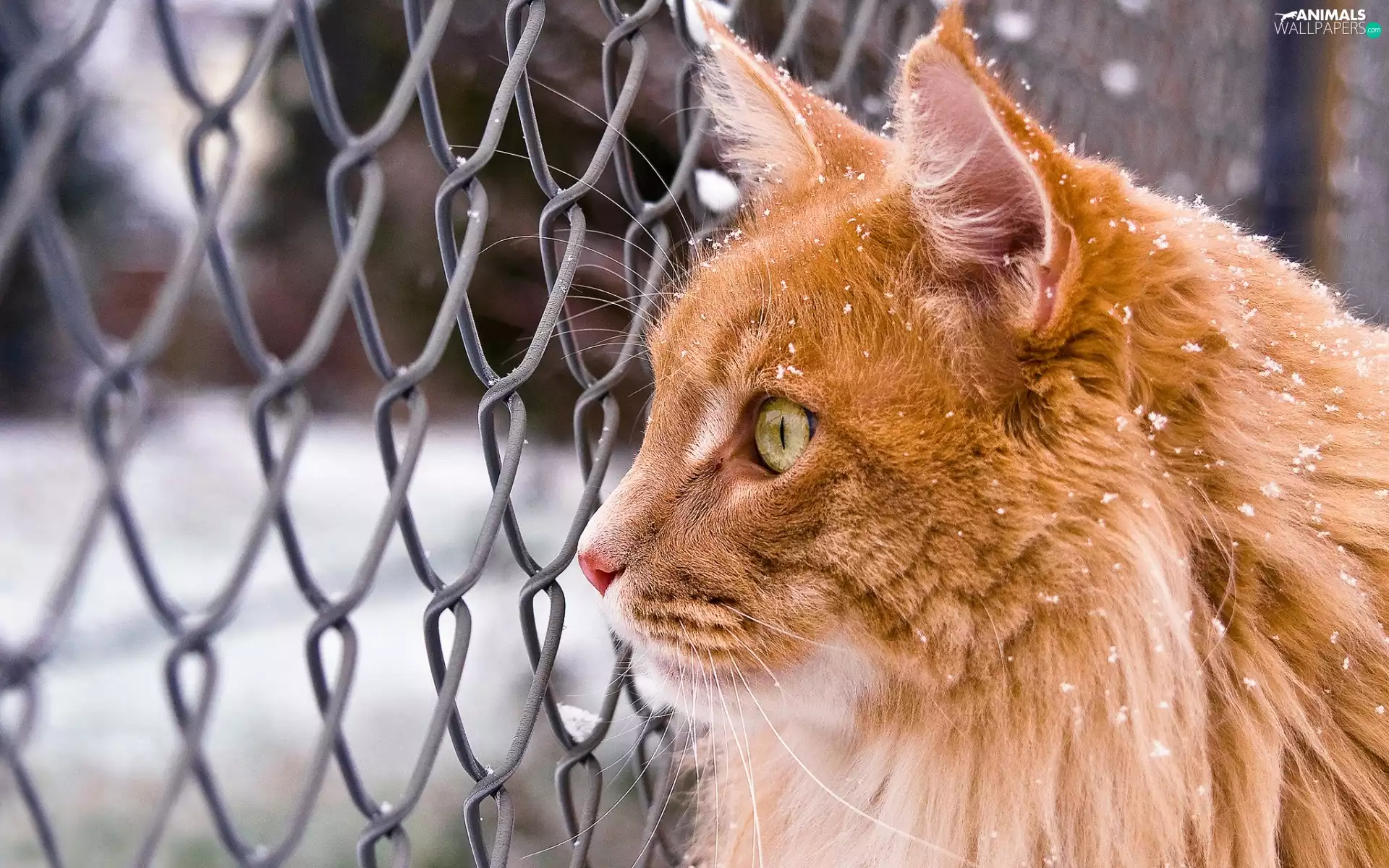 flakes, ginger, fence, winter, snow, cat