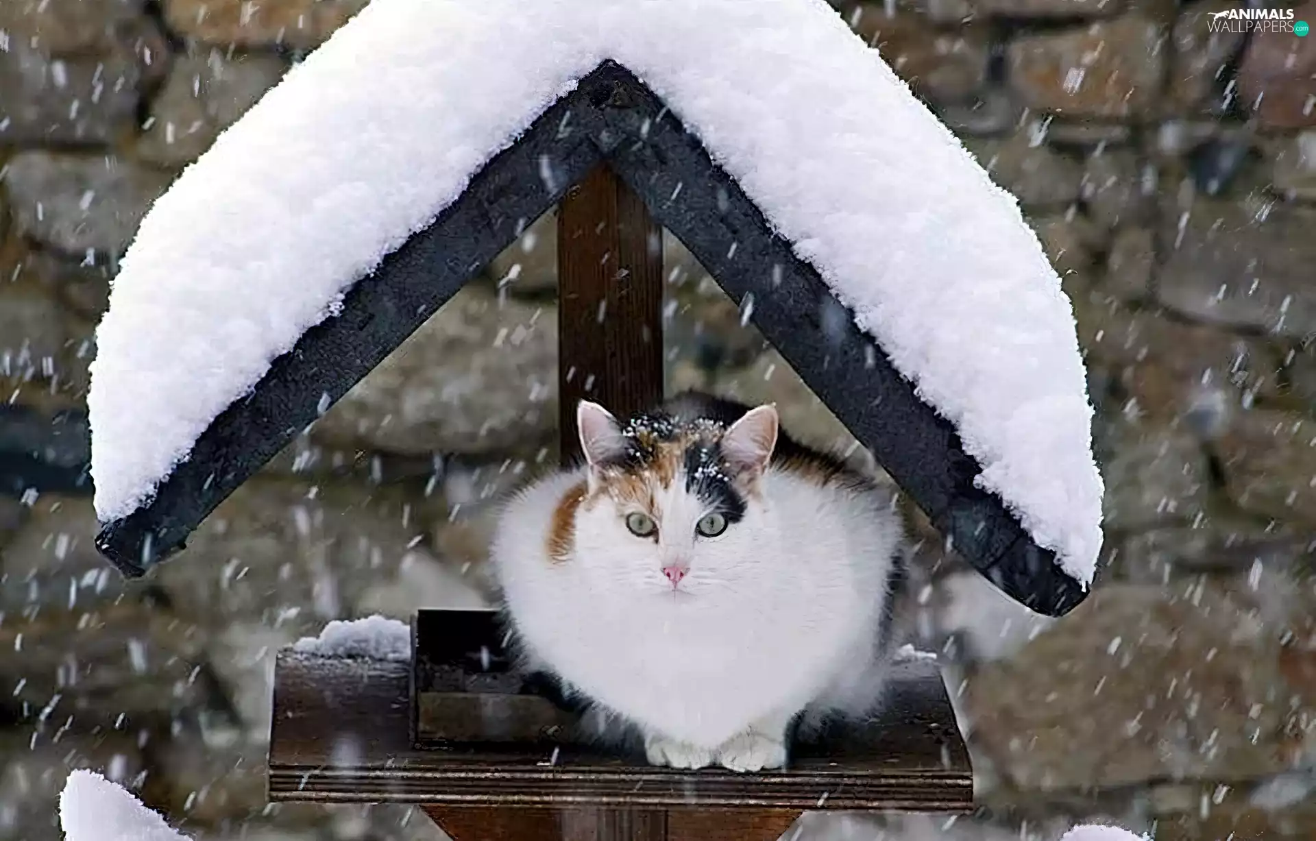 cat, caret, snow, winter