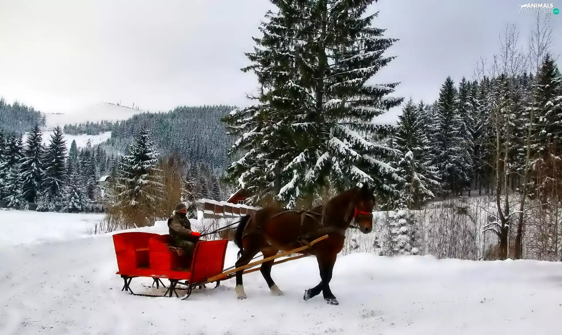 winter, Horse, chaise