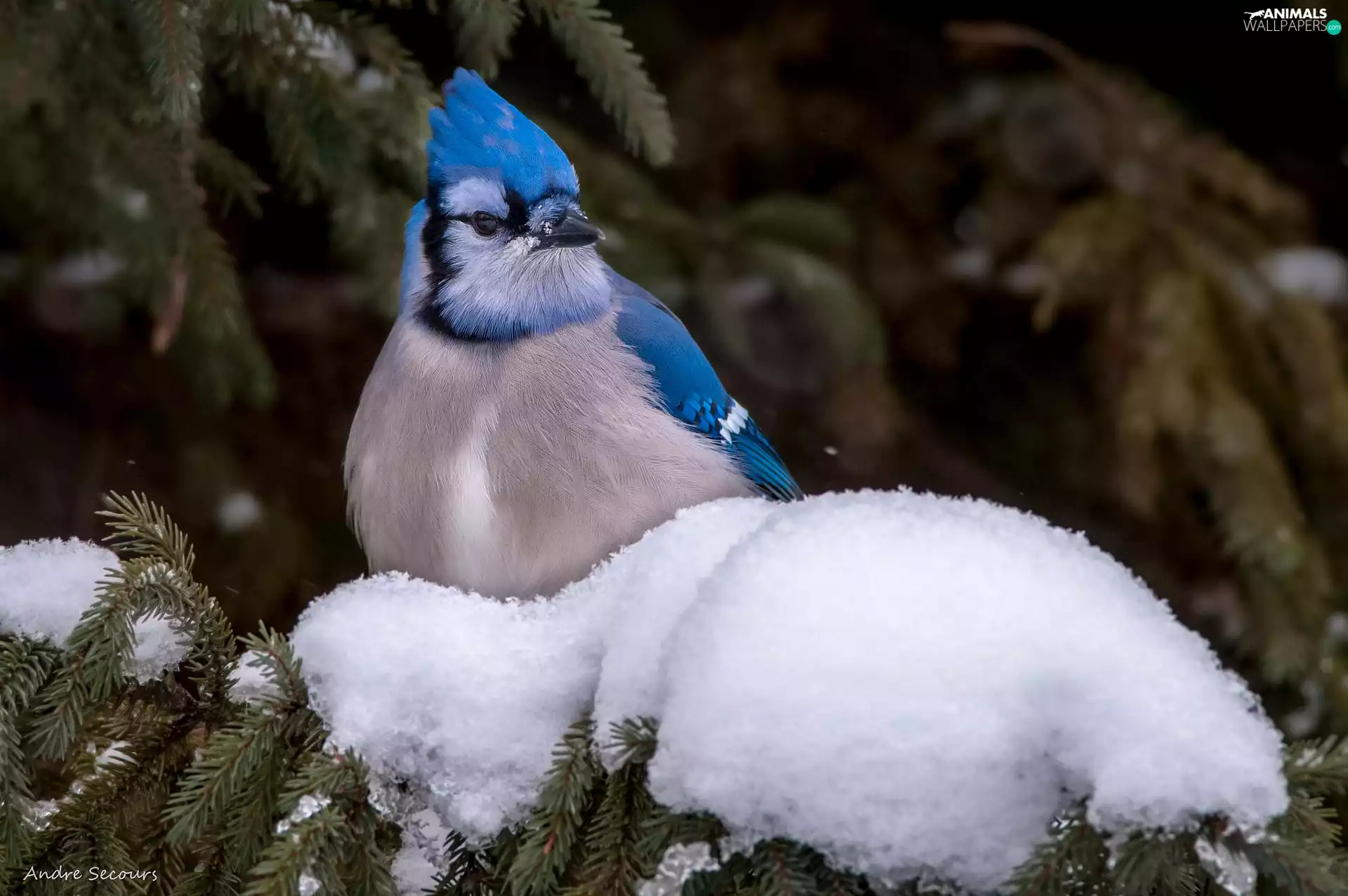 winter, jay, conifer