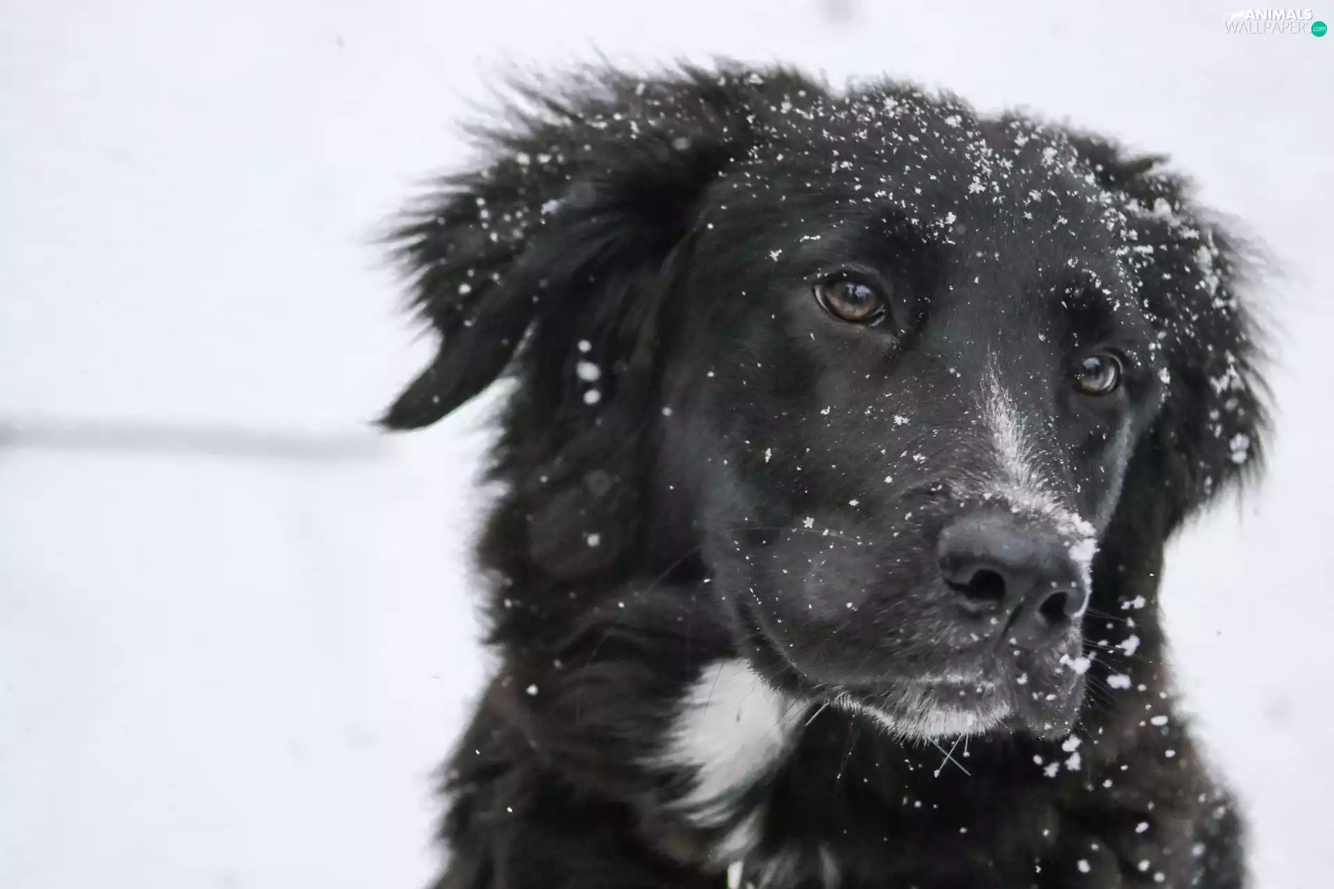 Tie, winter, dog, White, Black