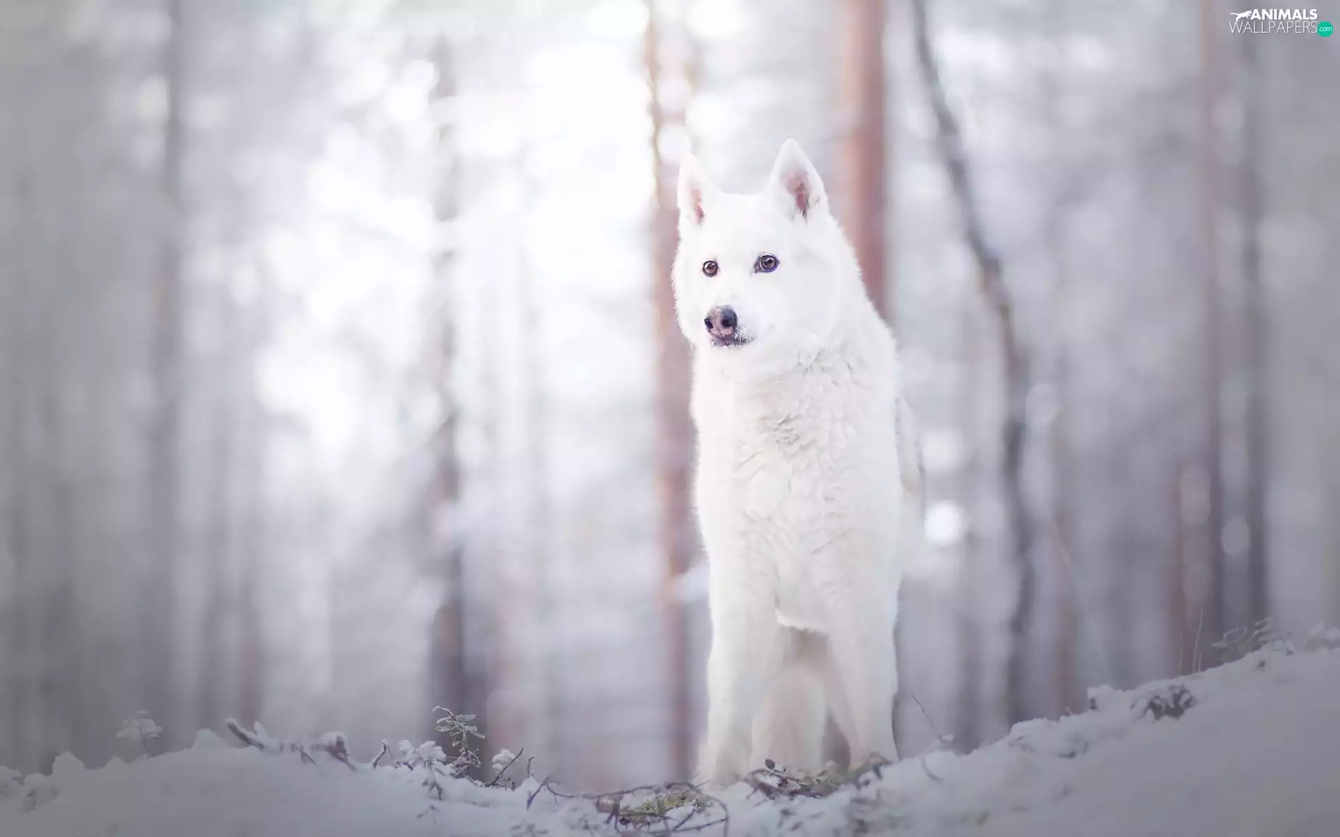 winter, White, dog