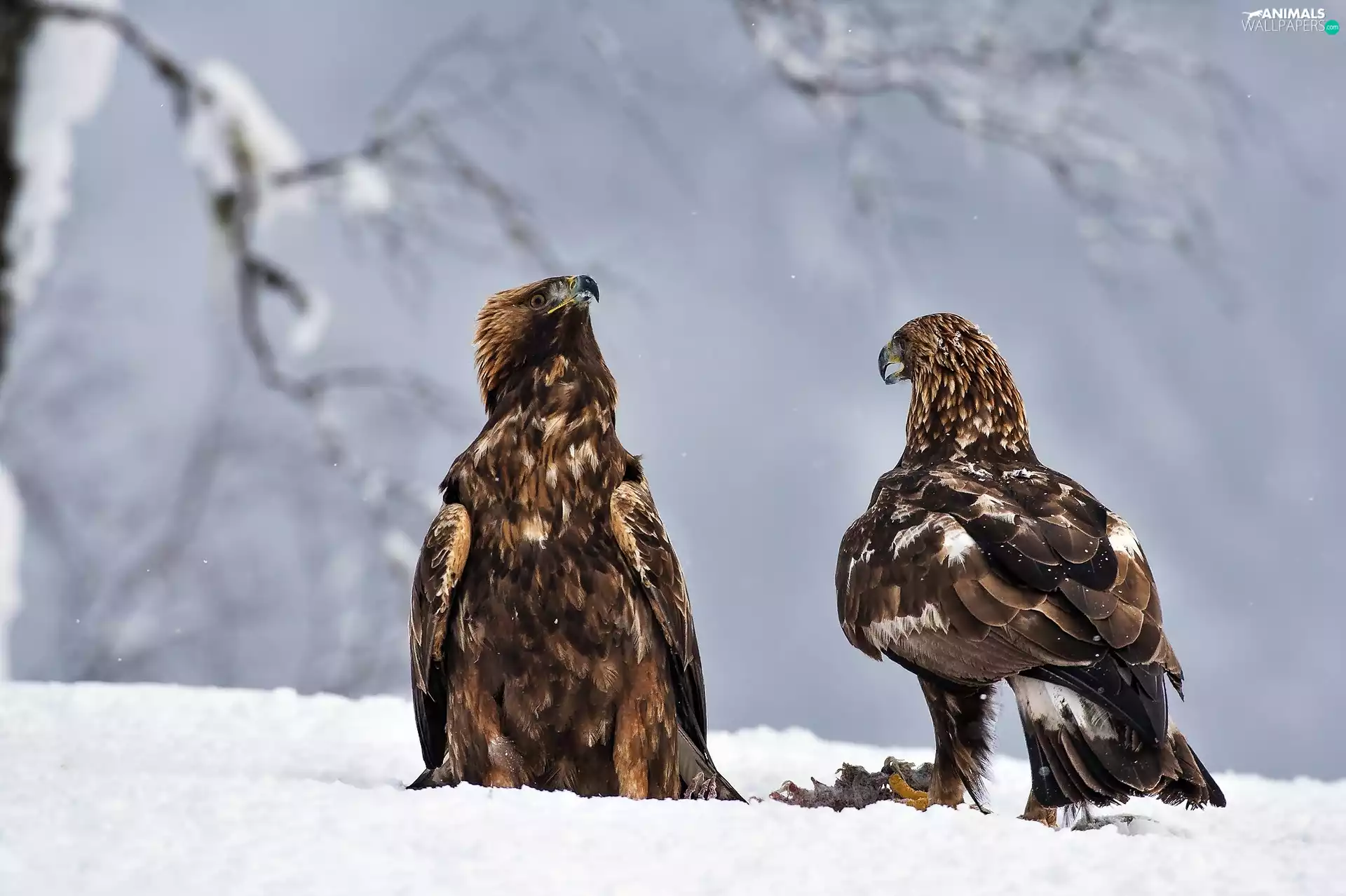 winter, Golden Eagles