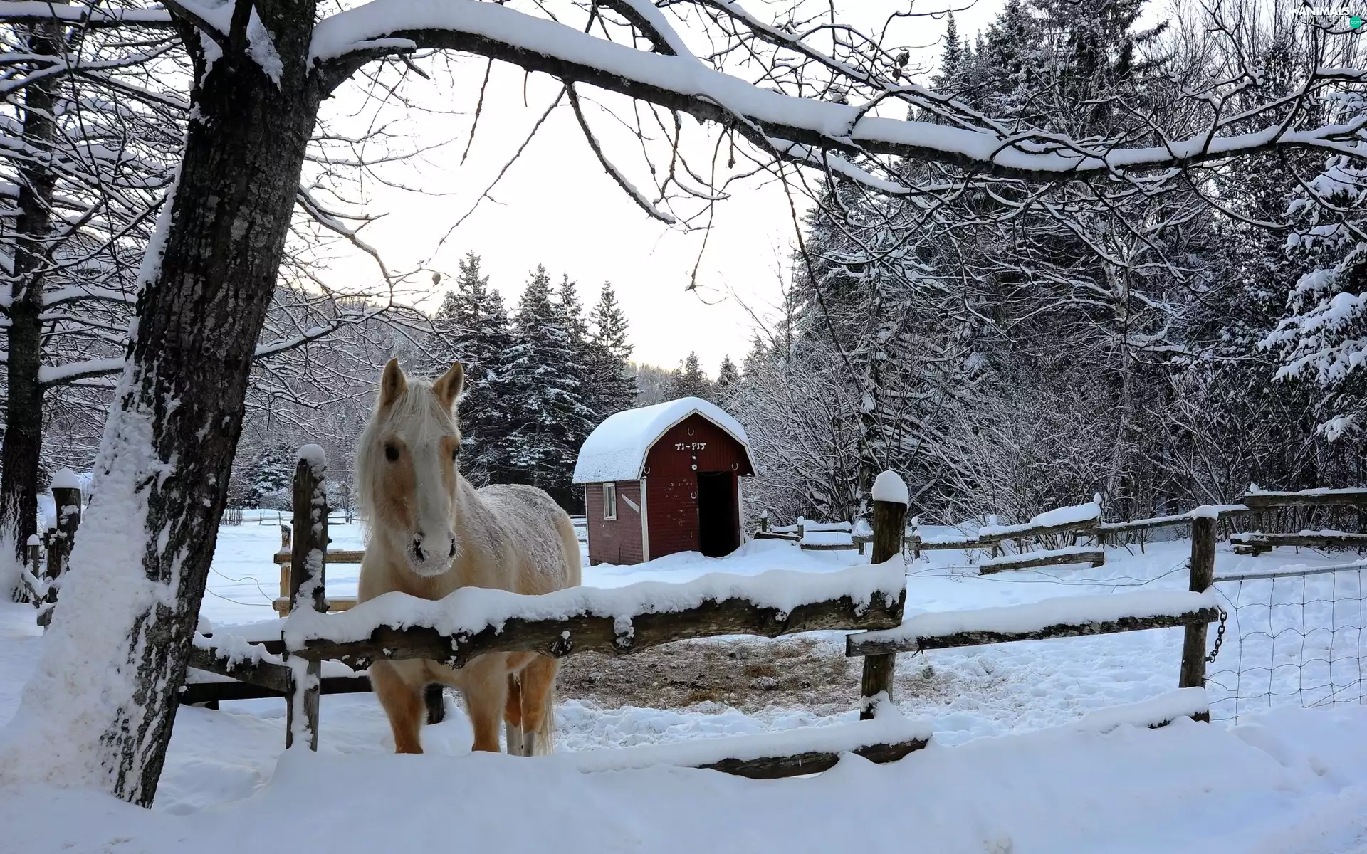 woods, winter, fence, Mountains, Horse