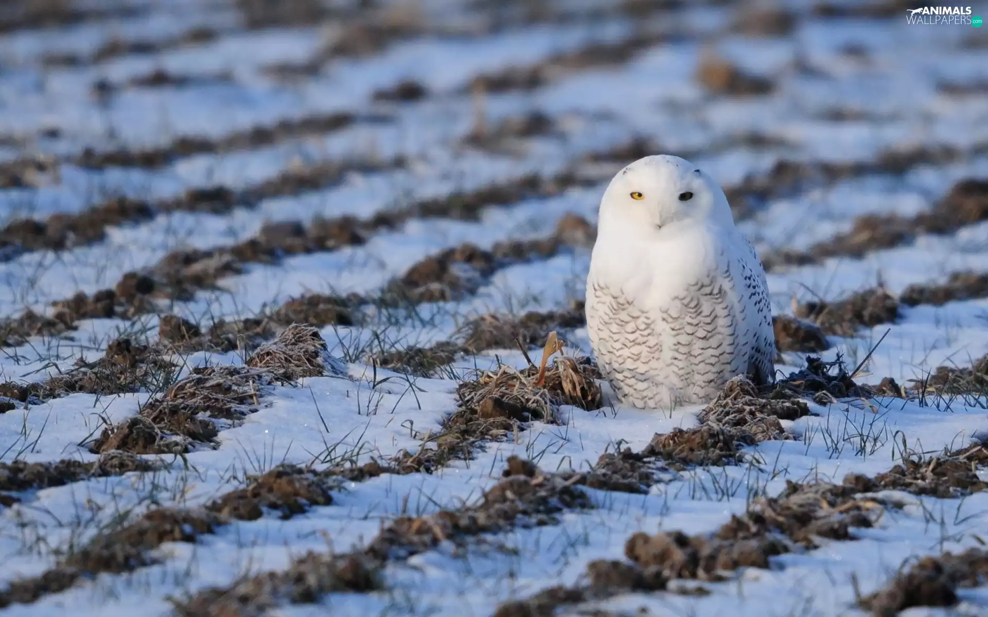 winter, owl, Field