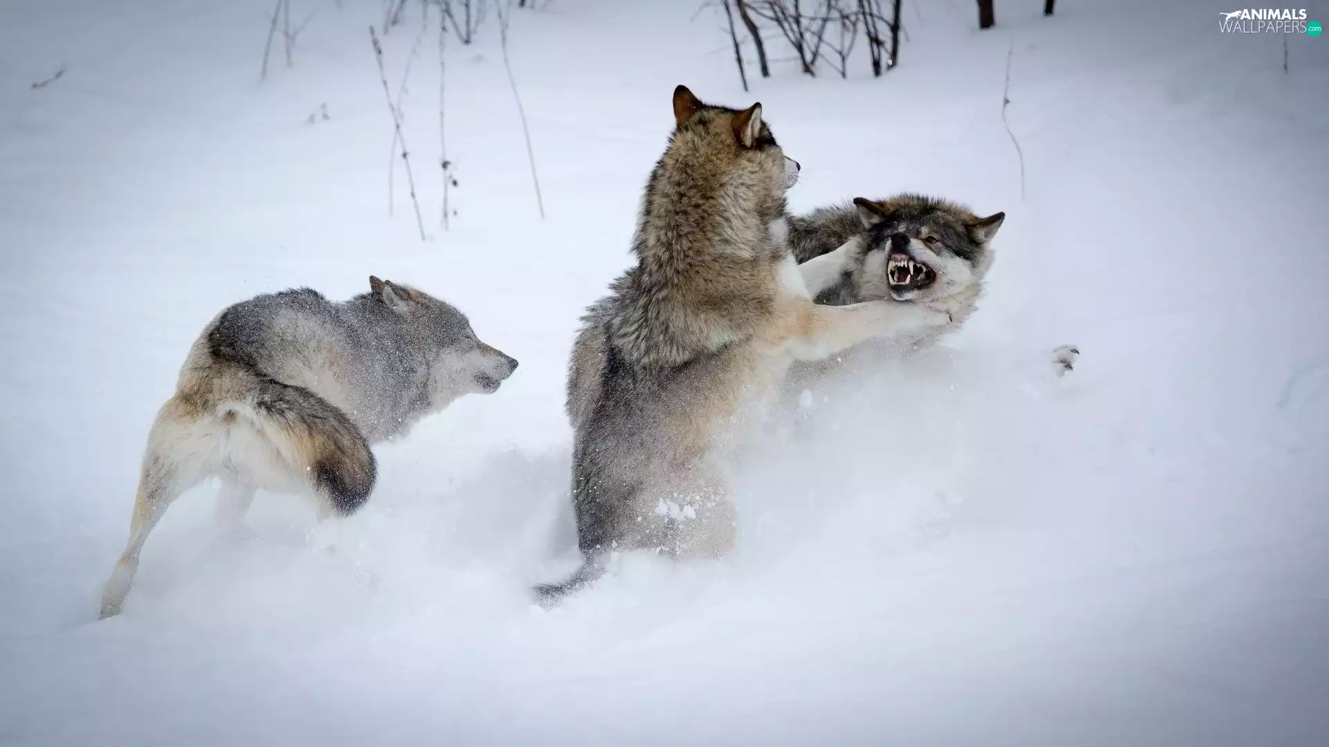 winter, wolves, Fight