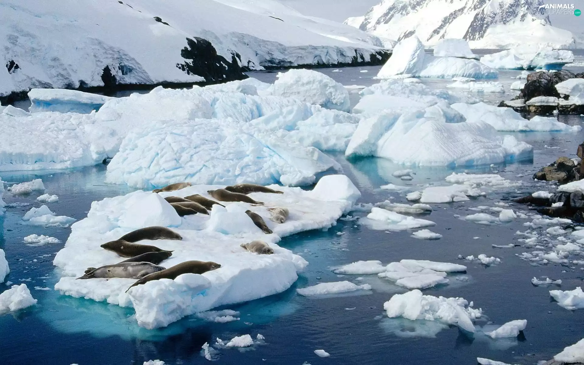 Mountains, winter, floe, Ice, seals