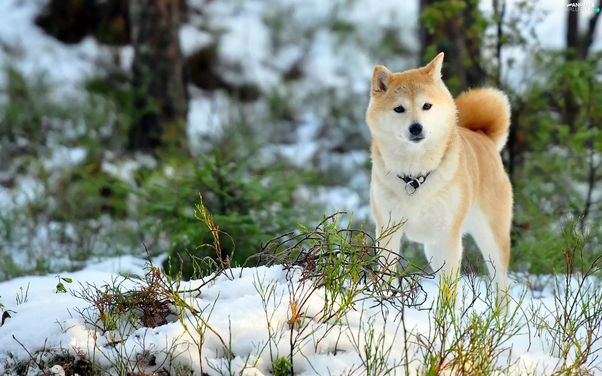 winter, Akita, forest