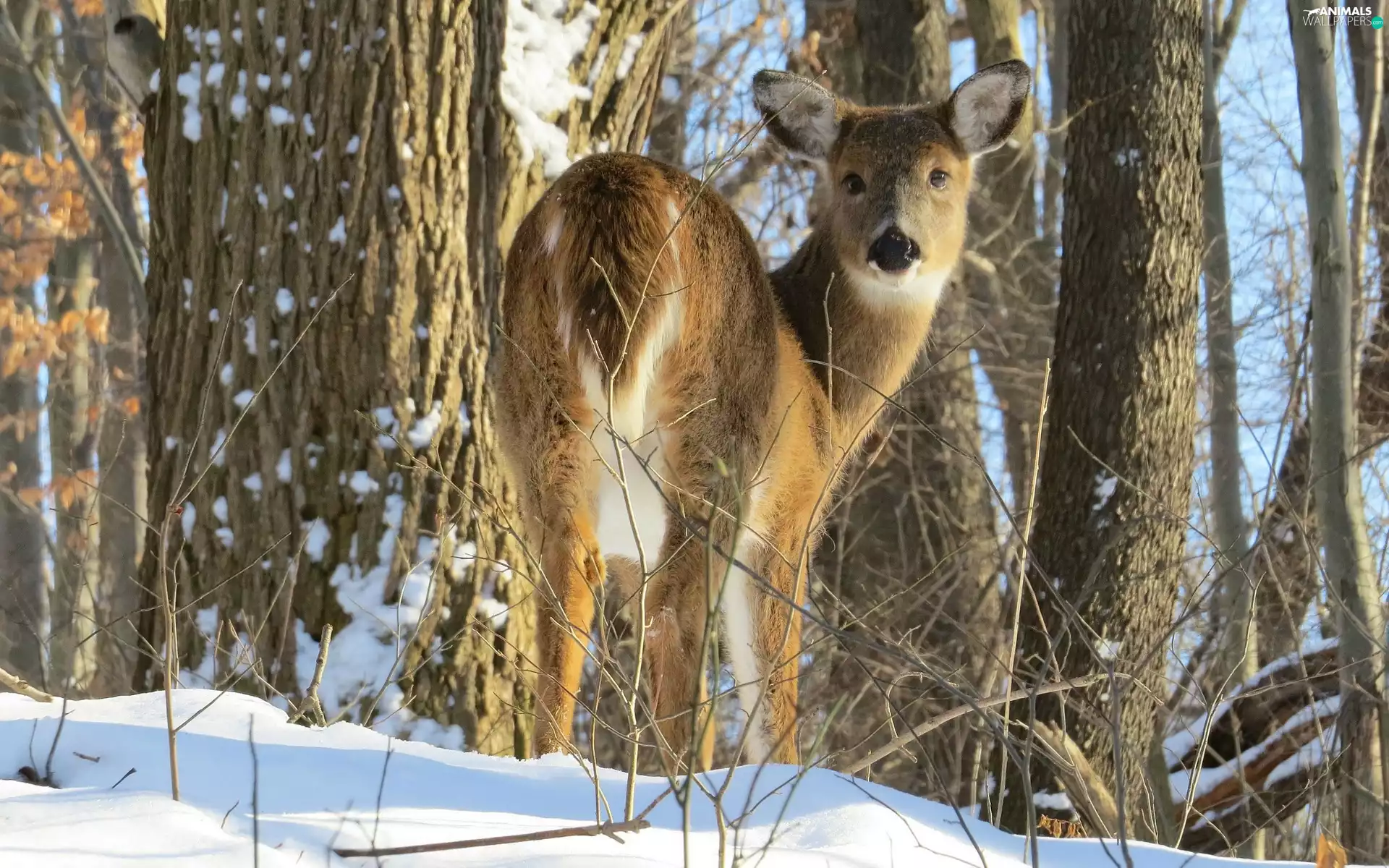 winter, deer, forest
