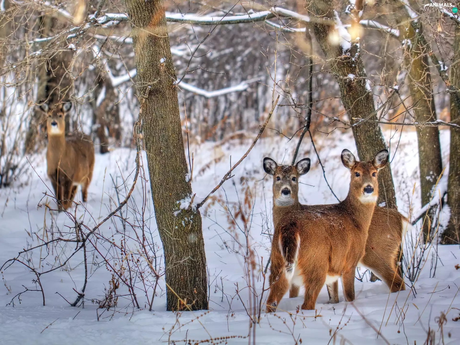 viewes, winter, forest, trees, deer