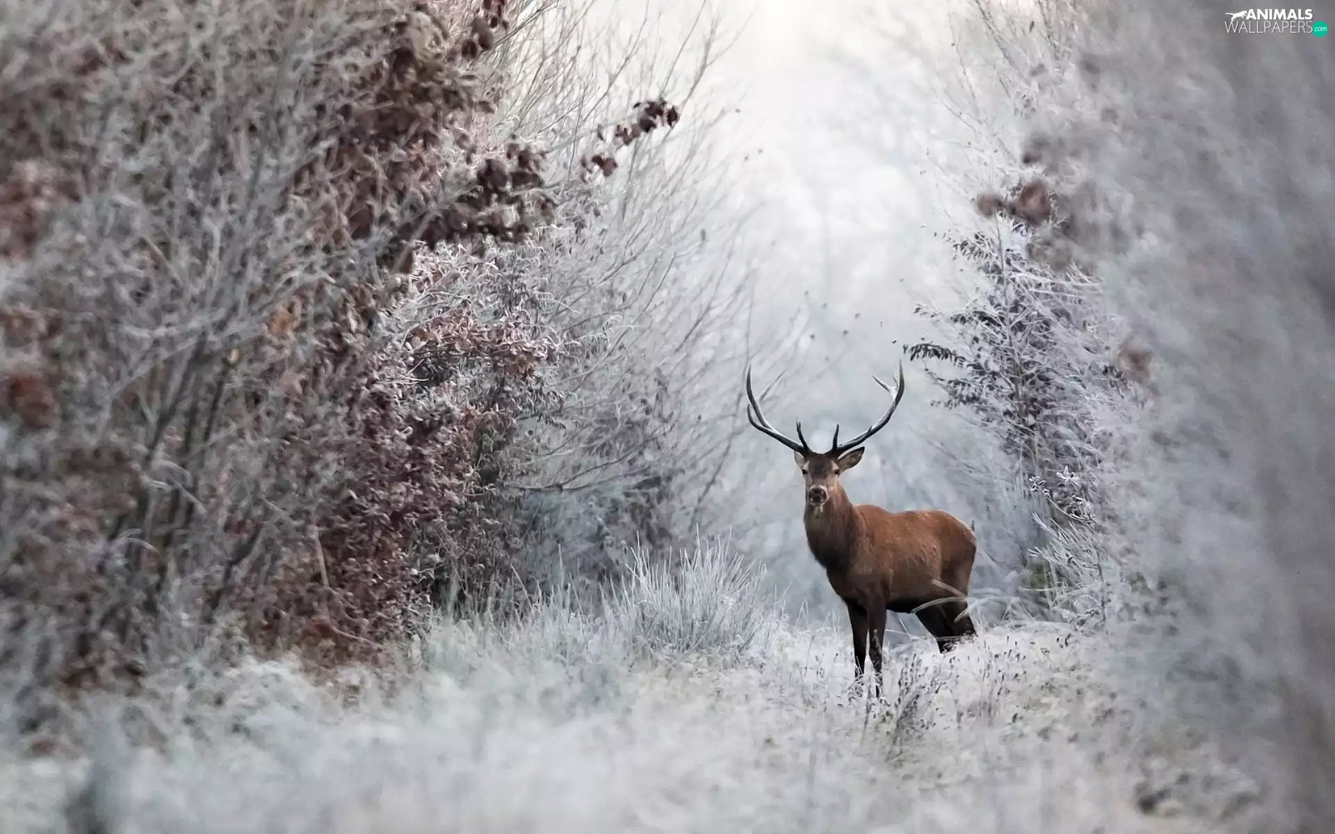 winter, deer, forest
