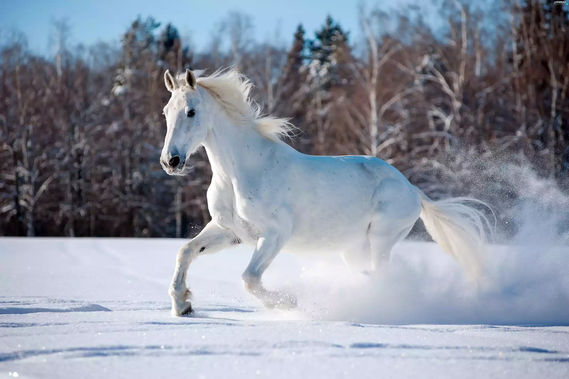 forest, White horse, winter