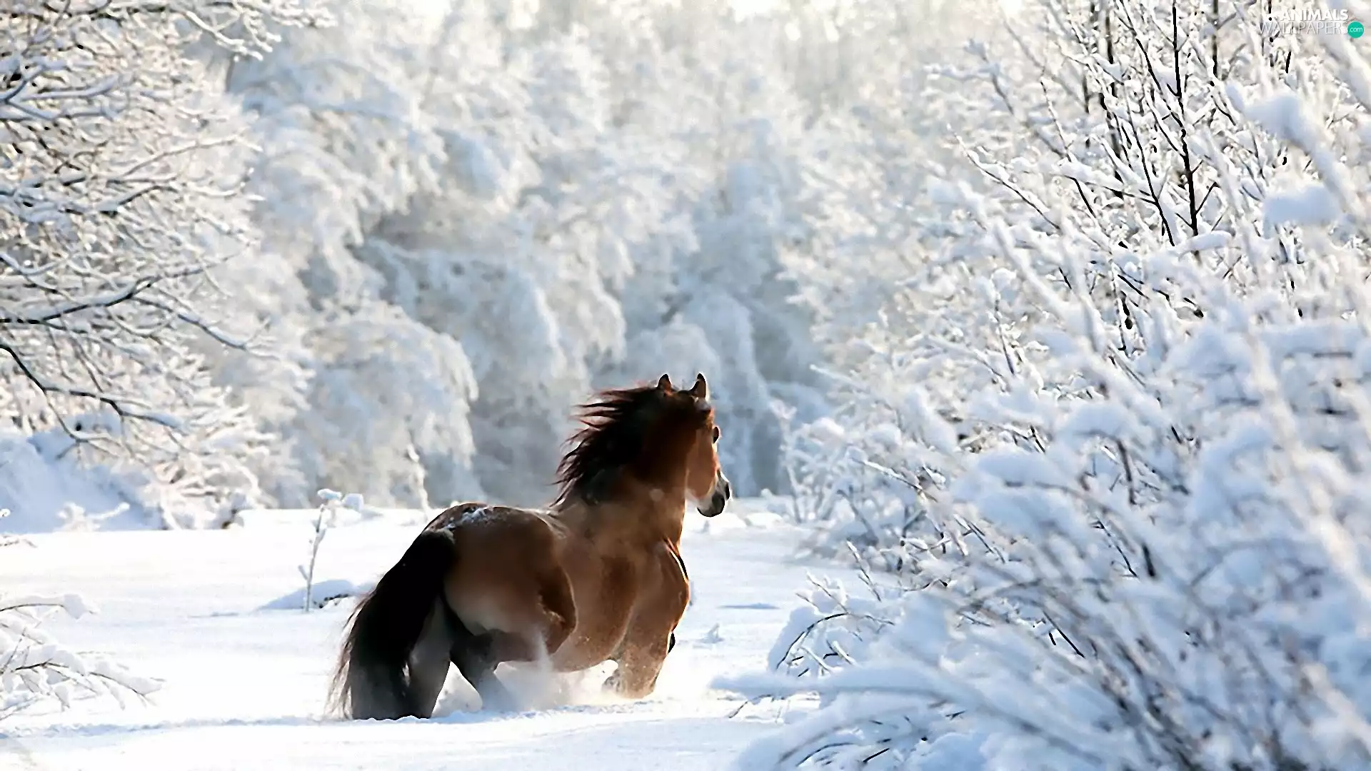winter, Horse, forest