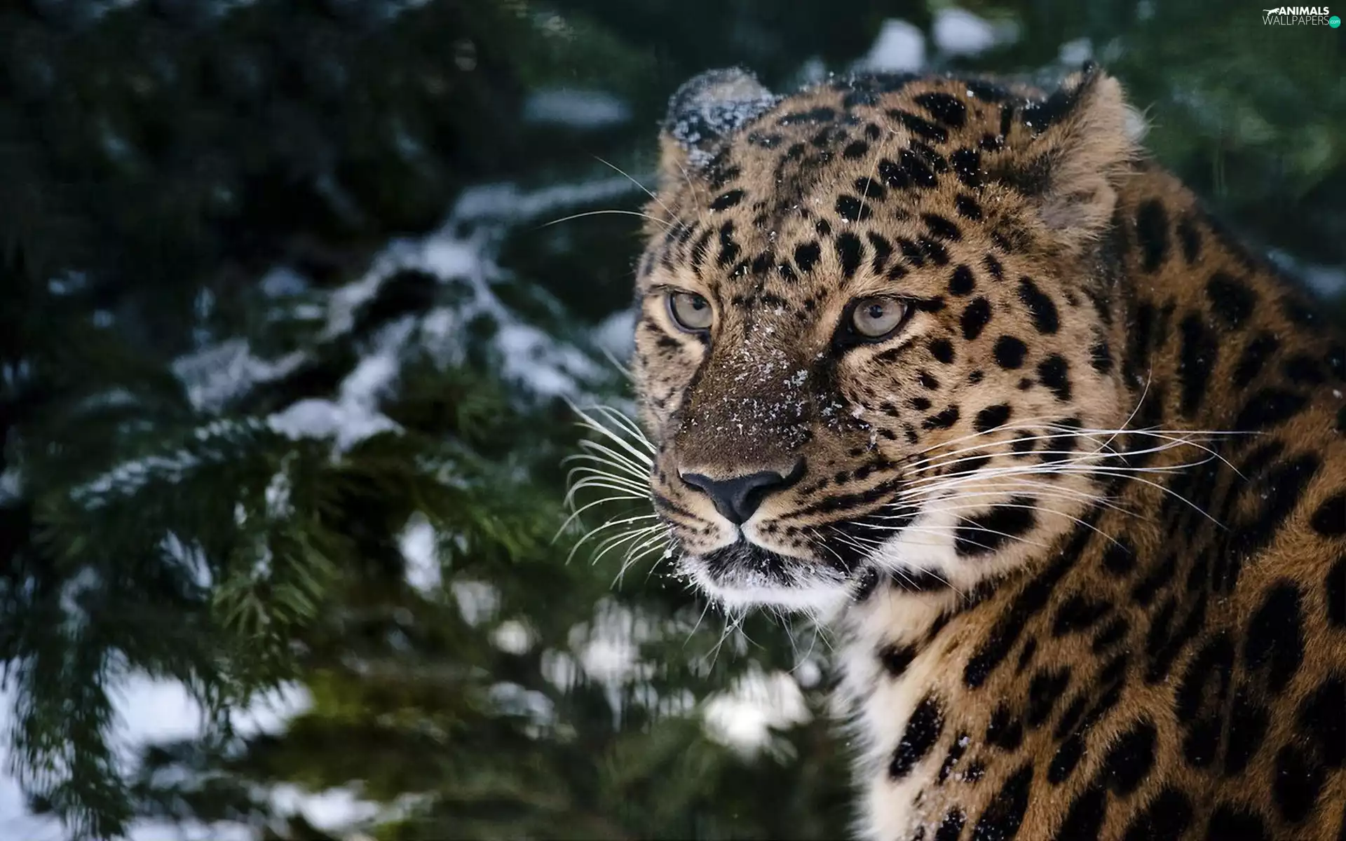 winter, Leopards, forest