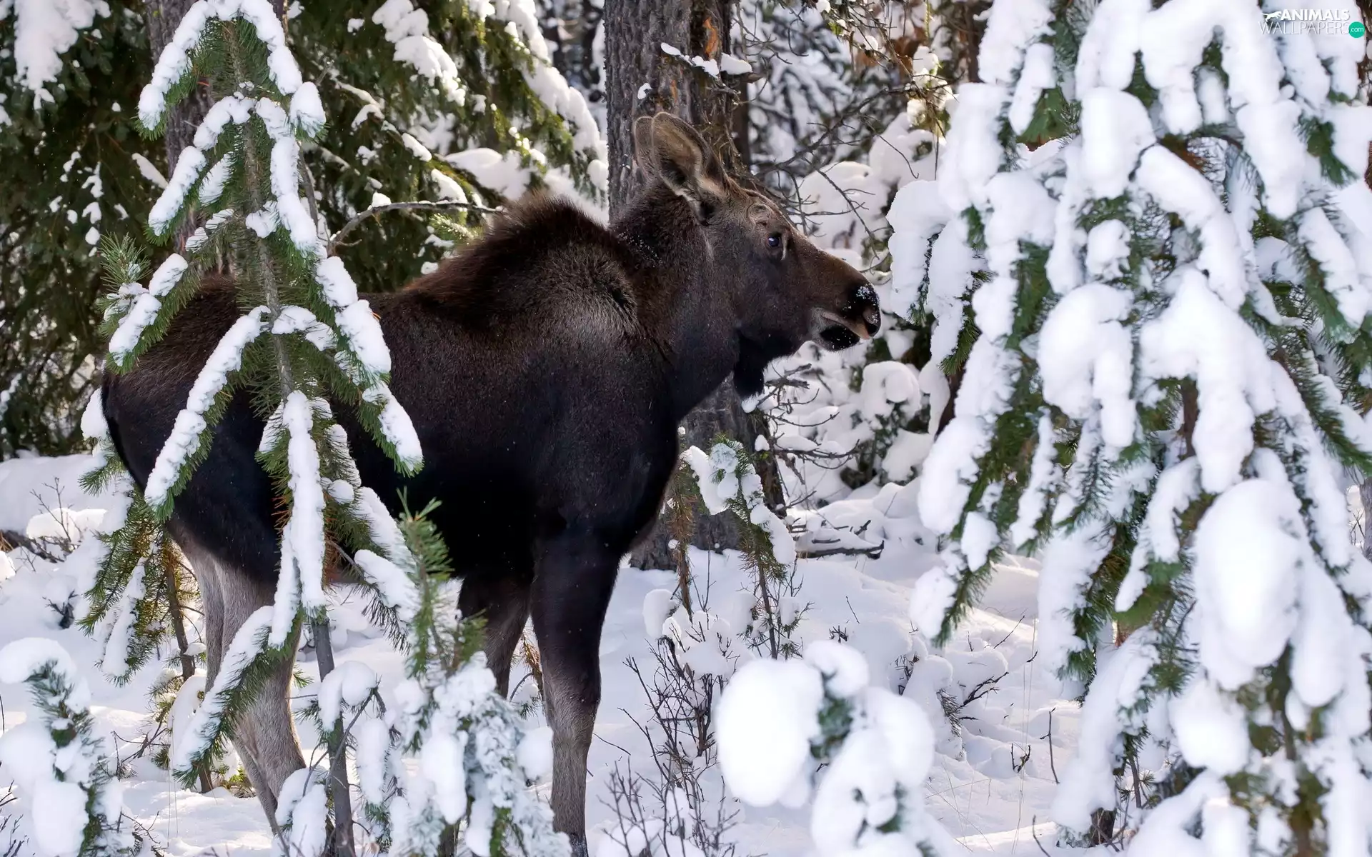 winter, moose, forest