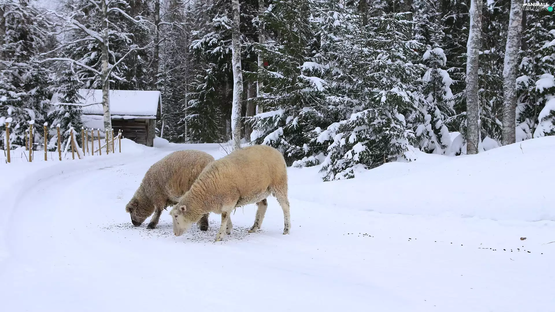 Path, winter, forest, house, Sheep