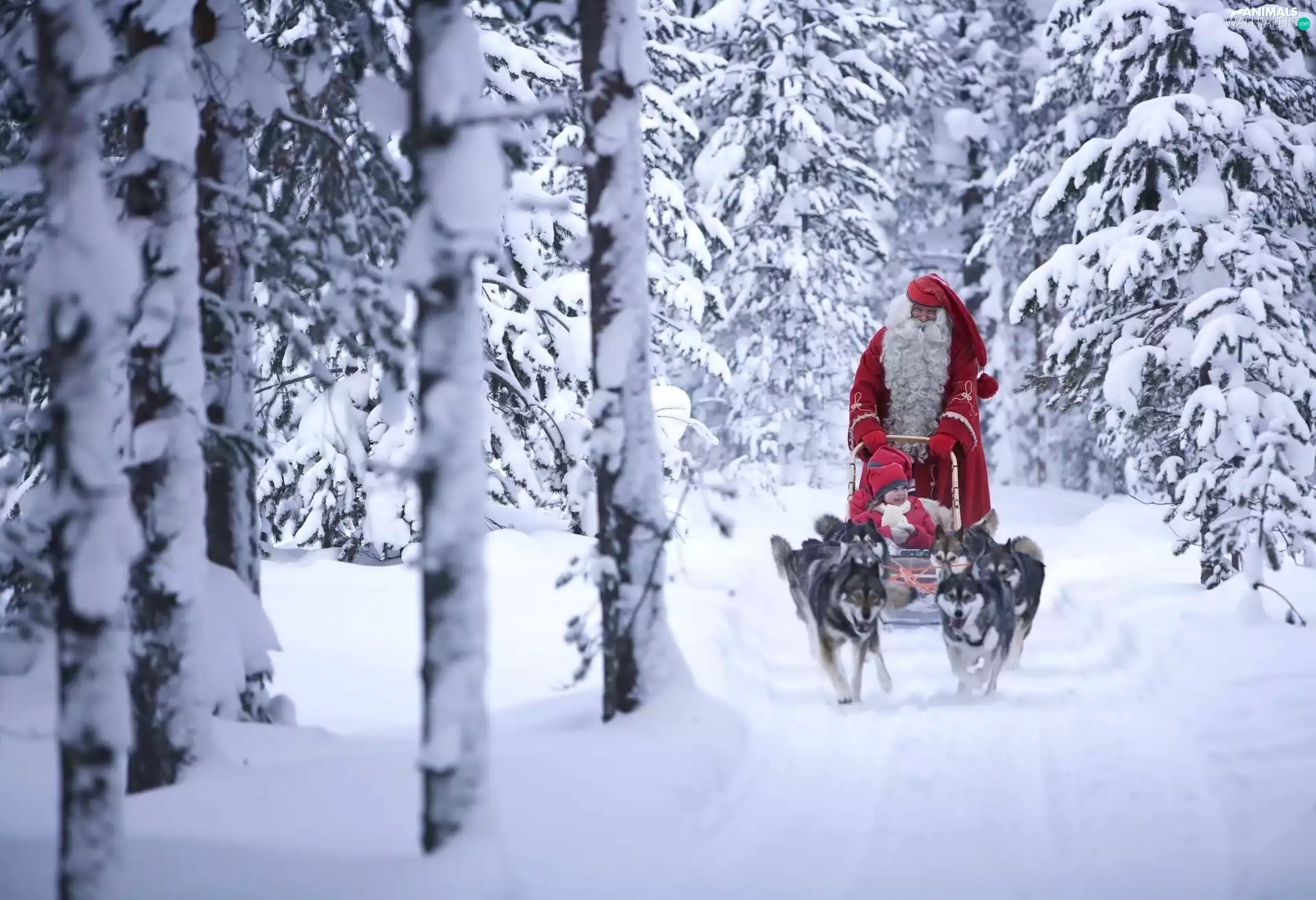 Kid, Santa, sleigh, winter, Husky, forest
