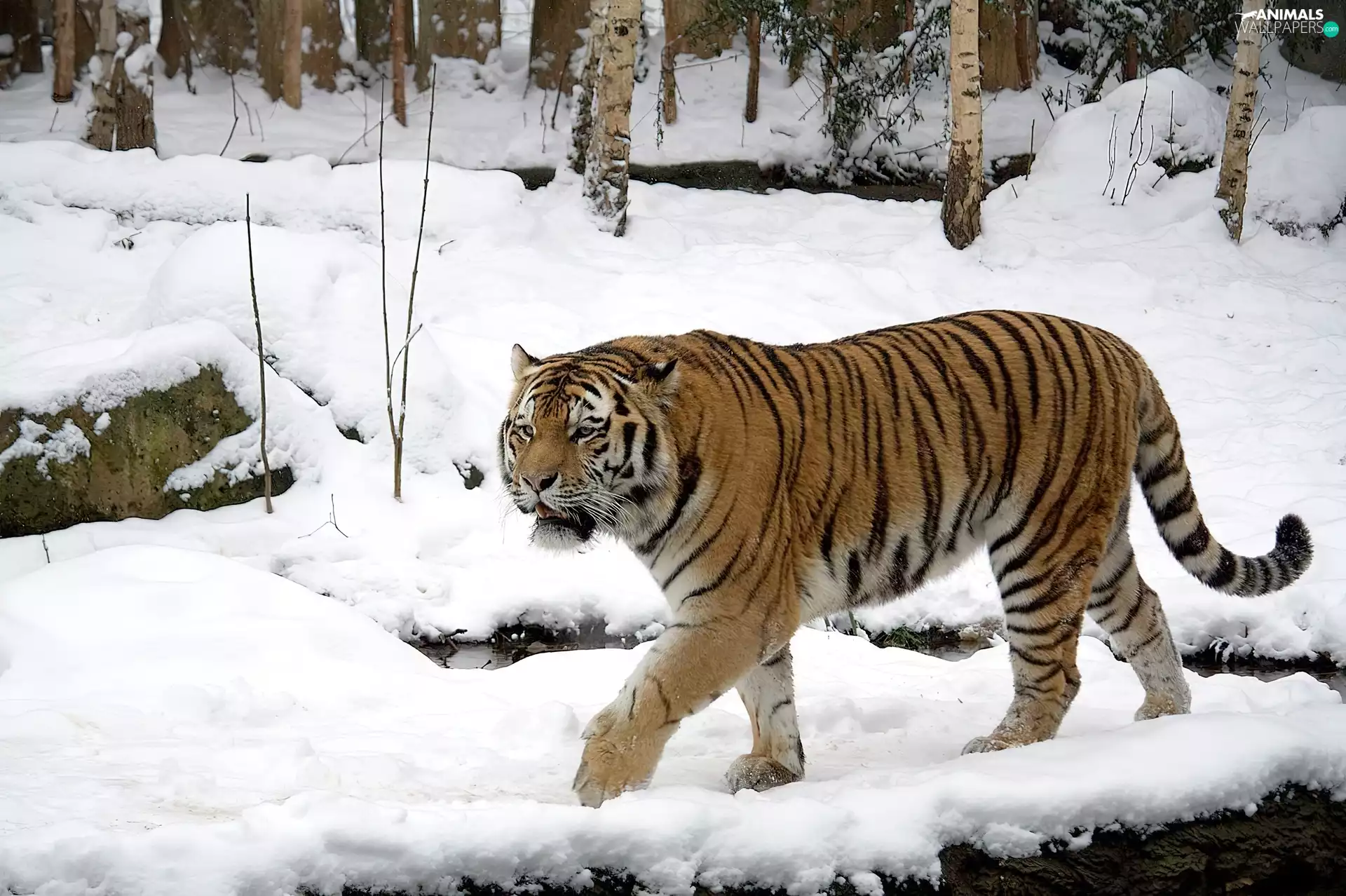 winter, tiger, forest
