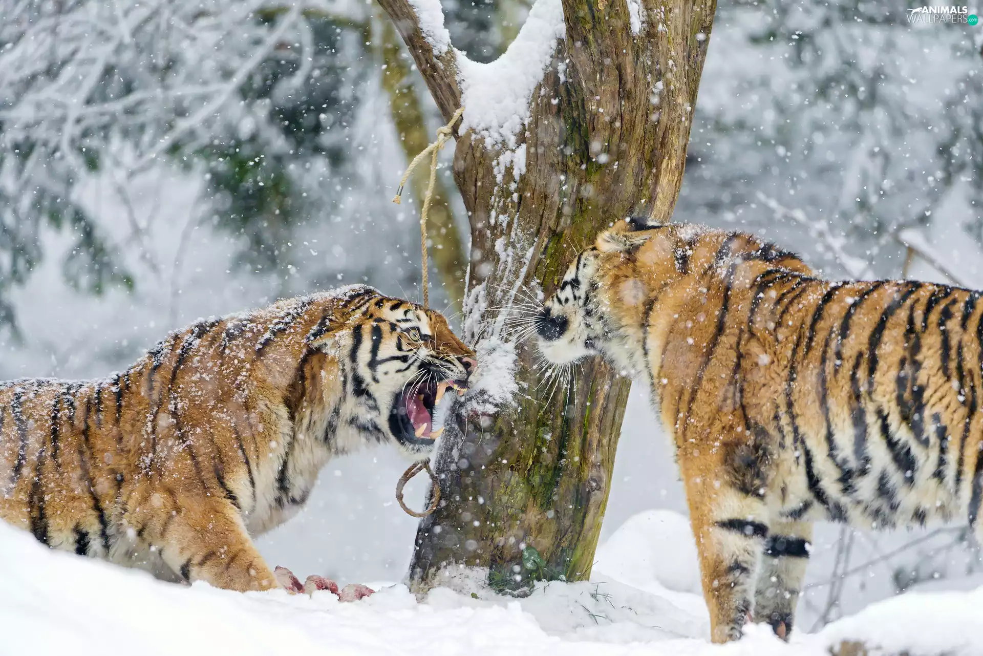 winter, tigress, forest