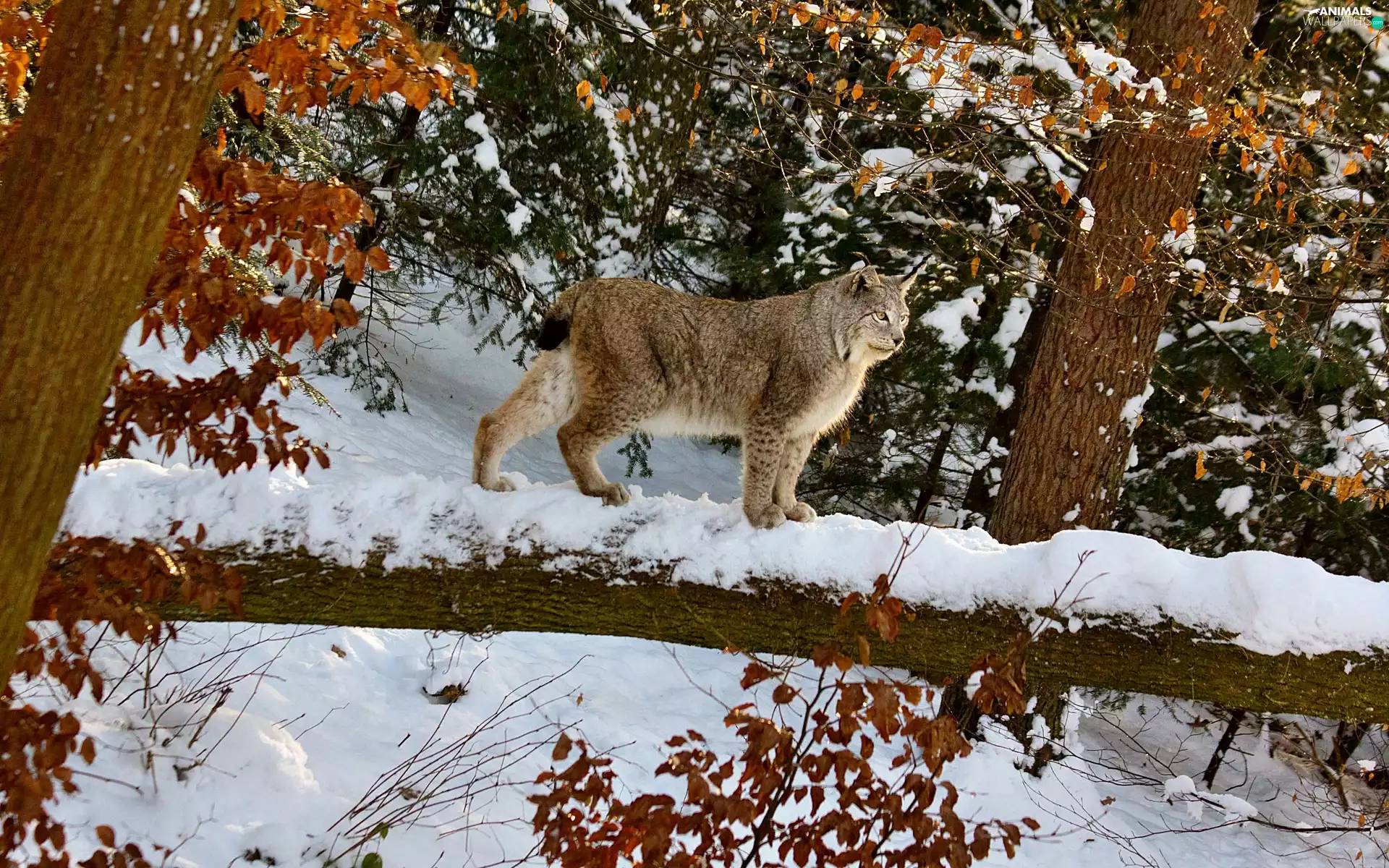 forest, Lynx, Tree, winter