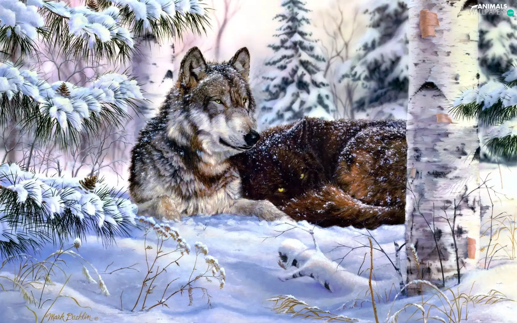 winter, Wolf, forest