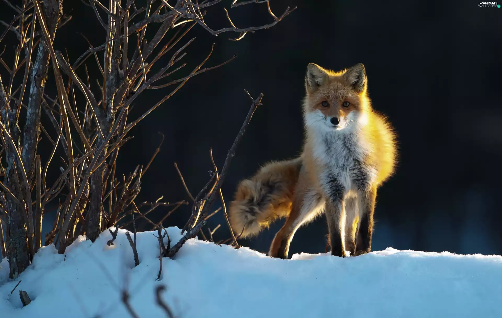 fox, snow, Bushes, winter