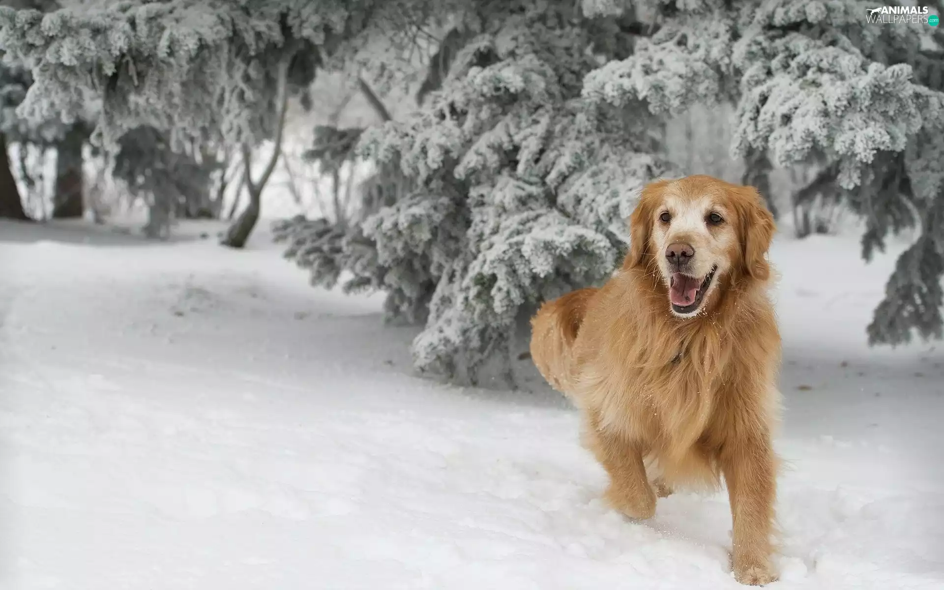 ginger, winter, Golden Retriever, dog