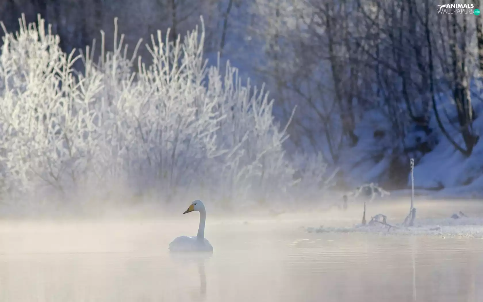 forest, winter, lake, Fog, Swans