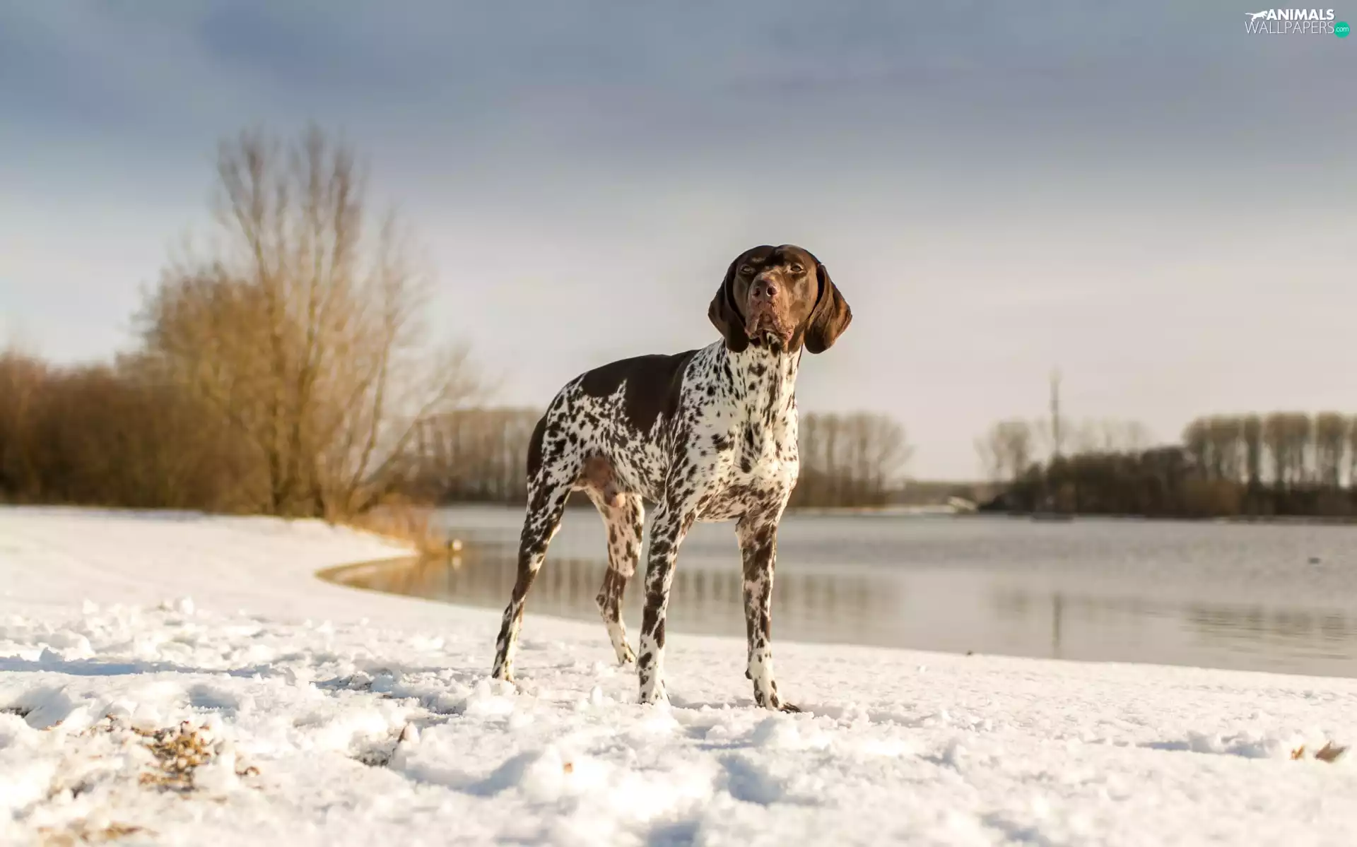 snow, lake, landscape, winter, German Shorthaired Pointer