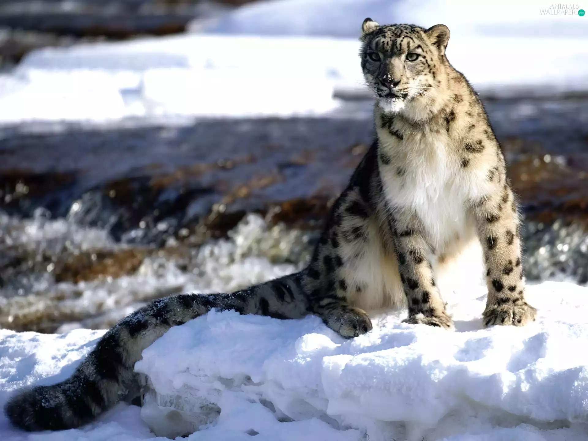 winter, snow leopard
