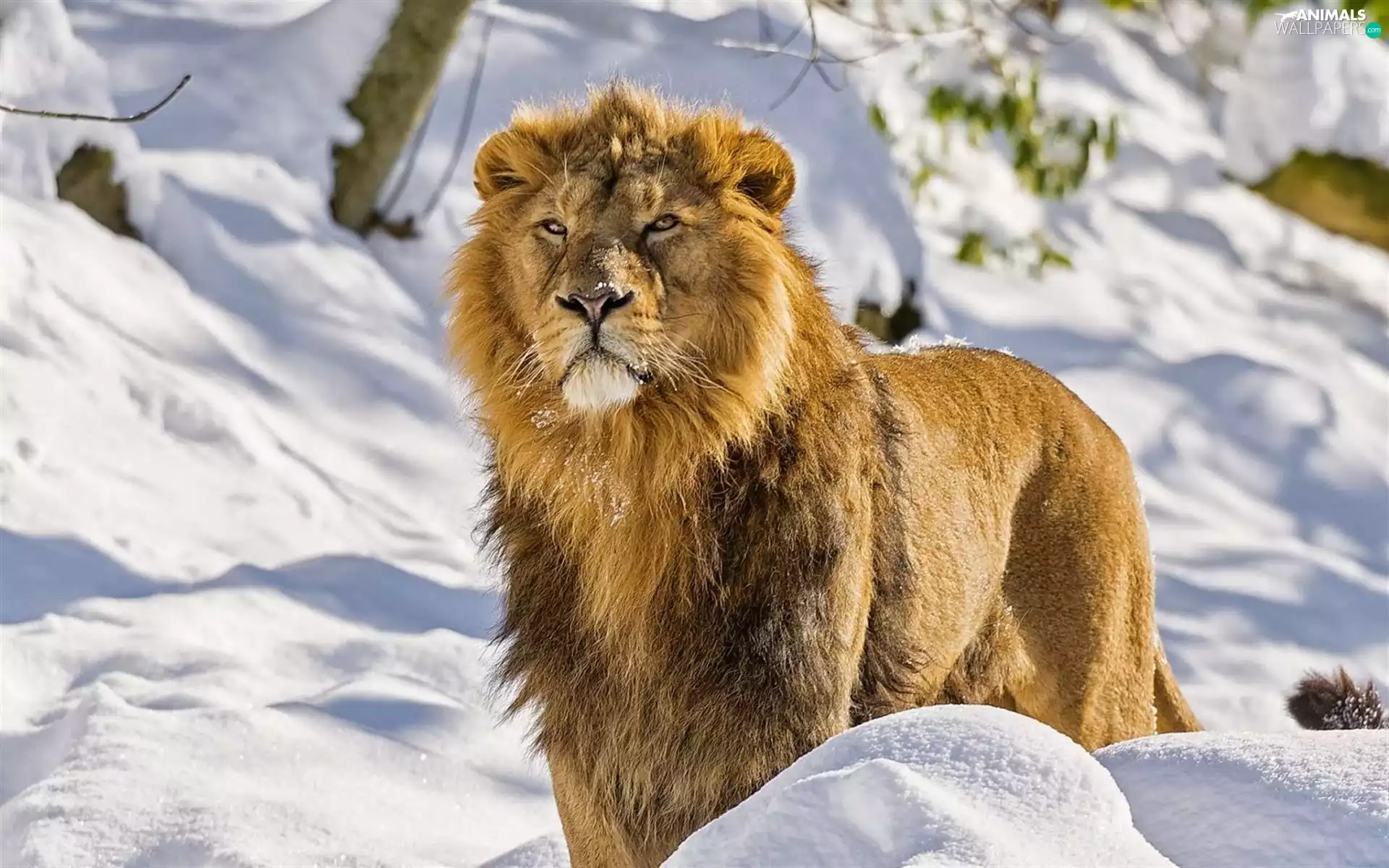 winter, Lion