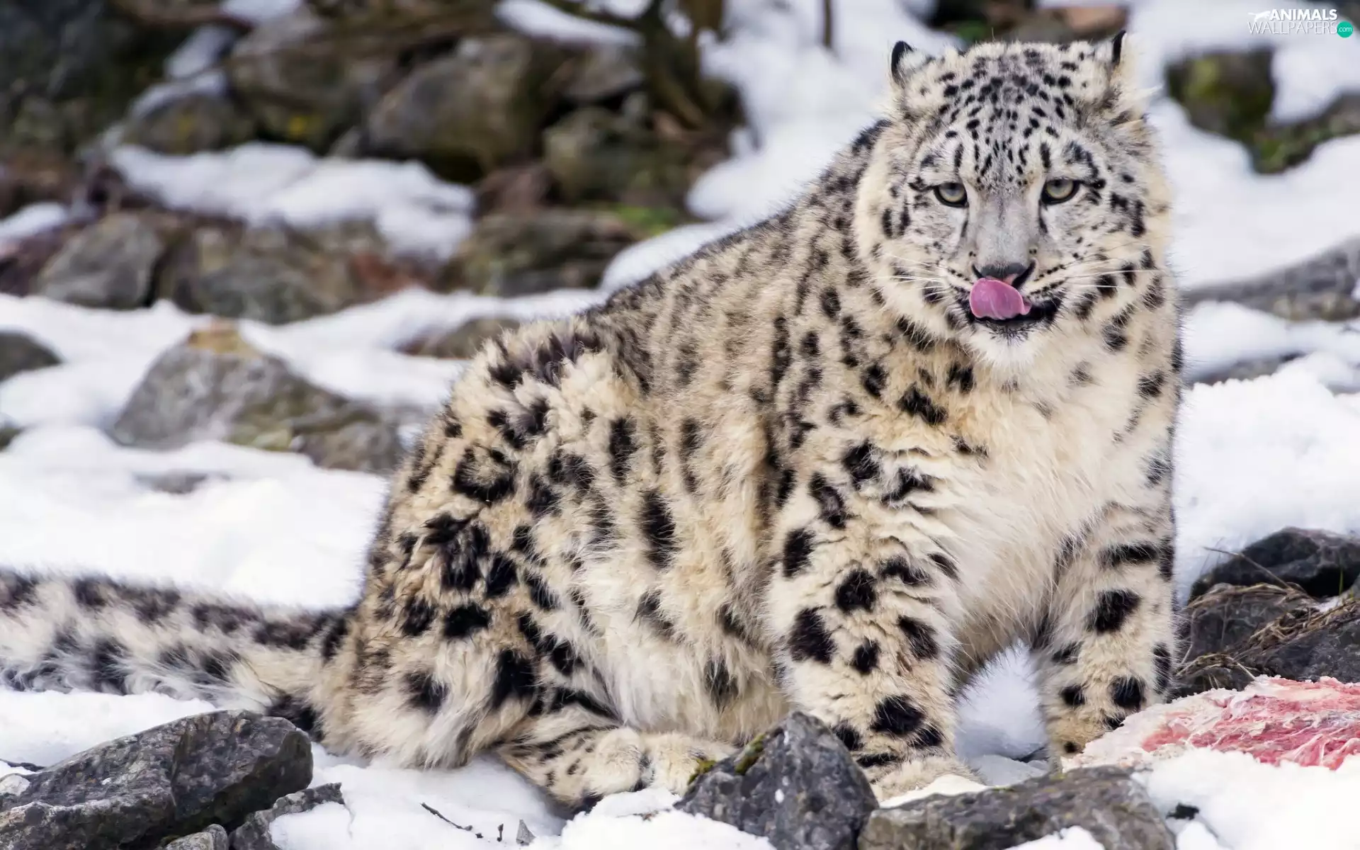 animal, wild, meat, cat, snow leopard, Stones, winter