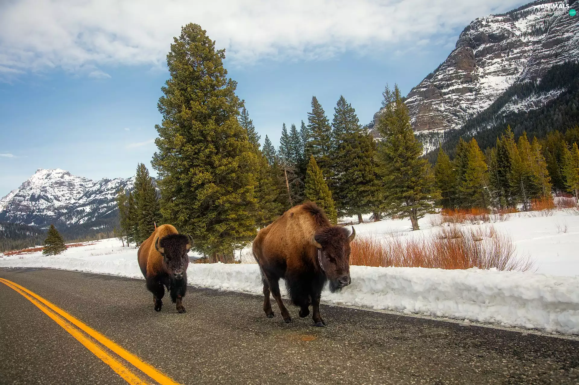 trees, bison, Mountains, Way, Two cars, viewes, winter