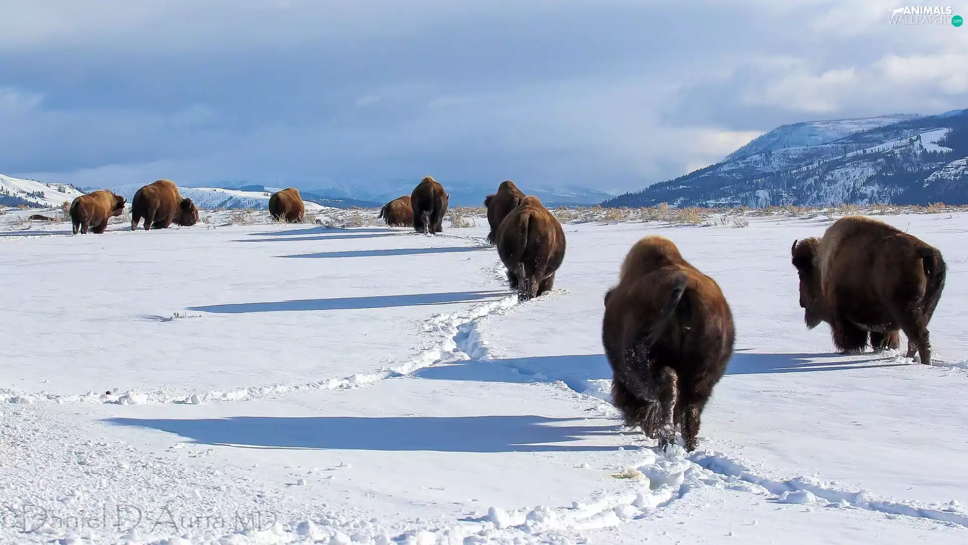winter, bison, Mountains