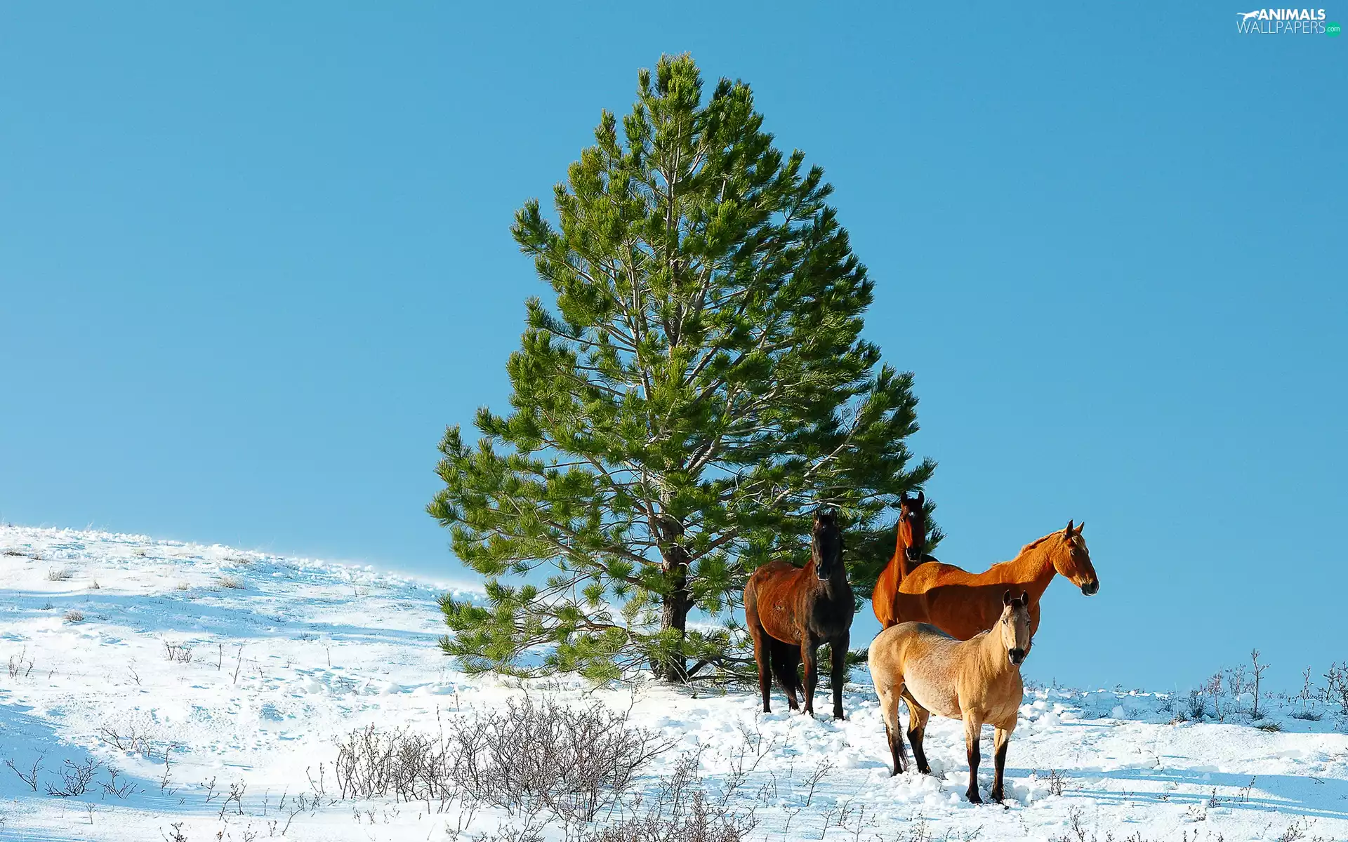 winter, bloodstock, mountains