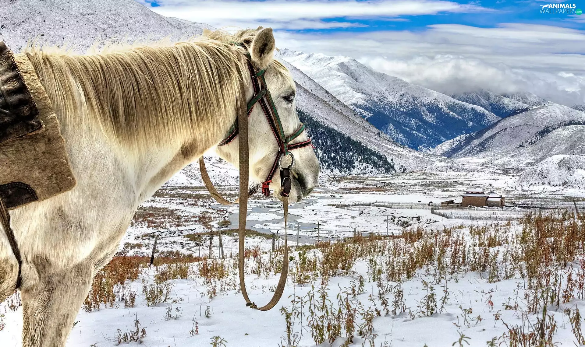 winter, Horse, Mountains