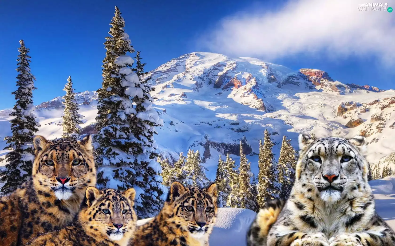 winter, Irbisy, Mountains